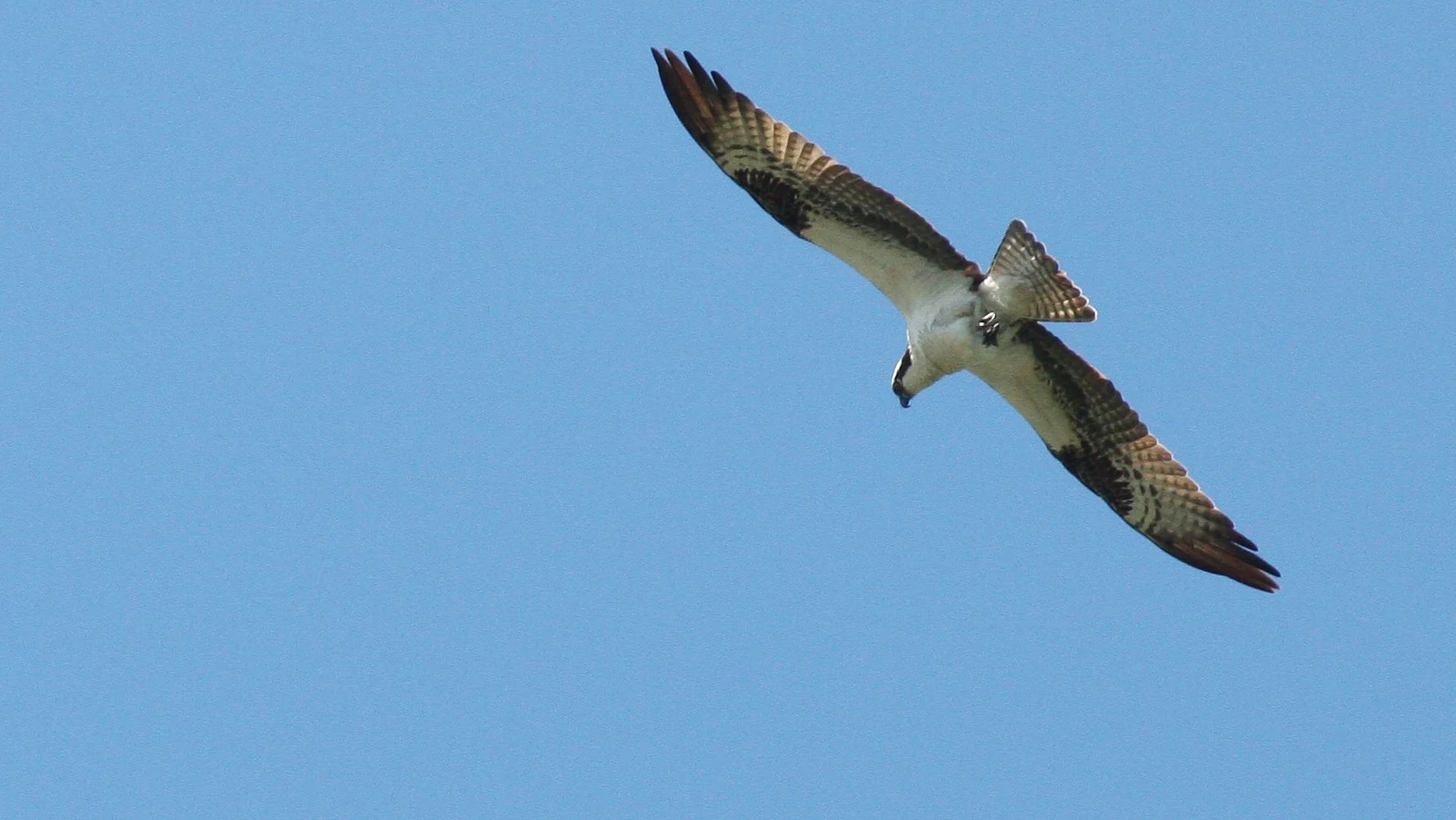 Pandion haliaetus - OSPREY - RIDGEFIELD NWR WA (12).JPG