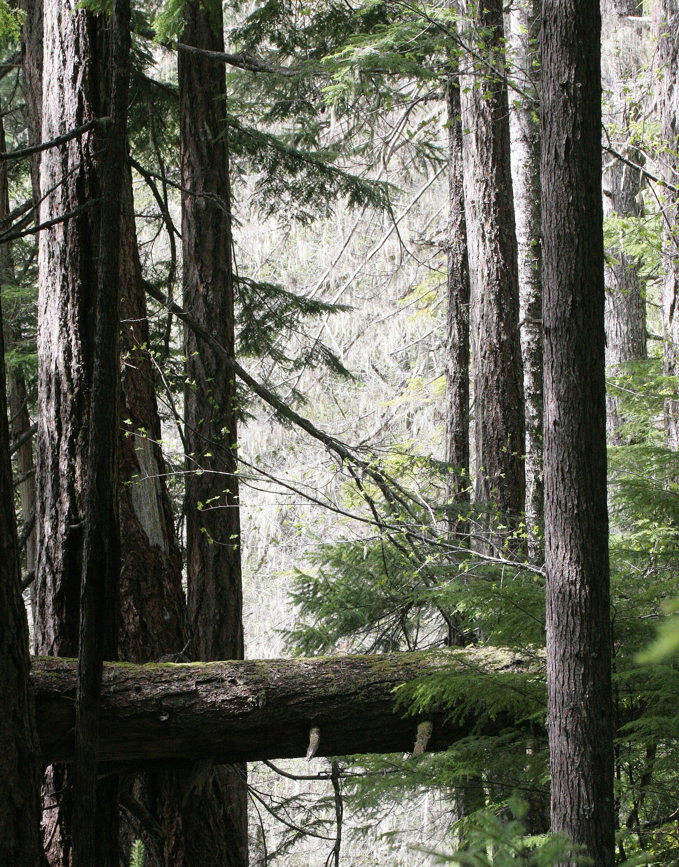 DUNGENESS RIVER WATERSHED - DUNGENESS TRAIL AND VIEWPOINTS (11).JPG