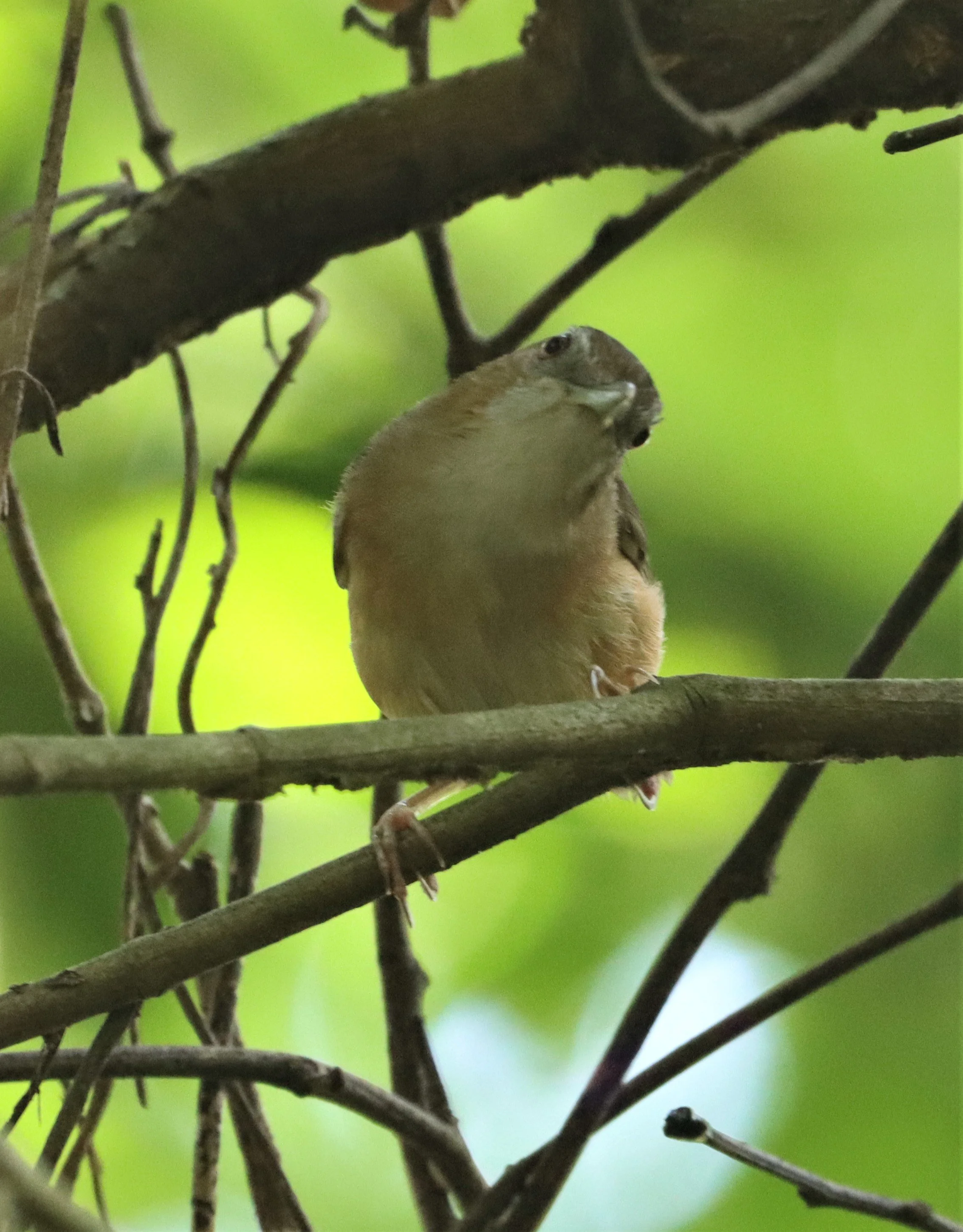 BABBLER - ABBOTT'S BABBLER - Malacocincla abbotti - KRUNG CHING AREA KHAO LUANG NAKHON SI THAMMARAT (14).jpg