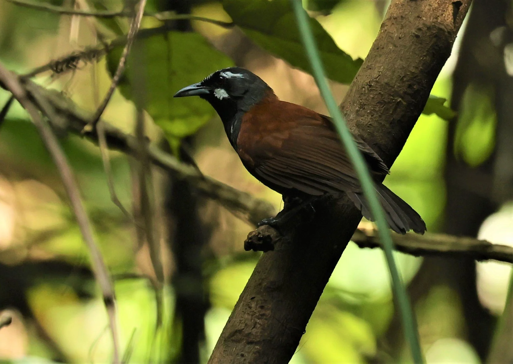 BABBLER- BLACK-THROATED BABBLER - Stachyris nigricollis - KRUNG CHING, KHAO LUANG NP NST, APRIL 2022 (37).jpg