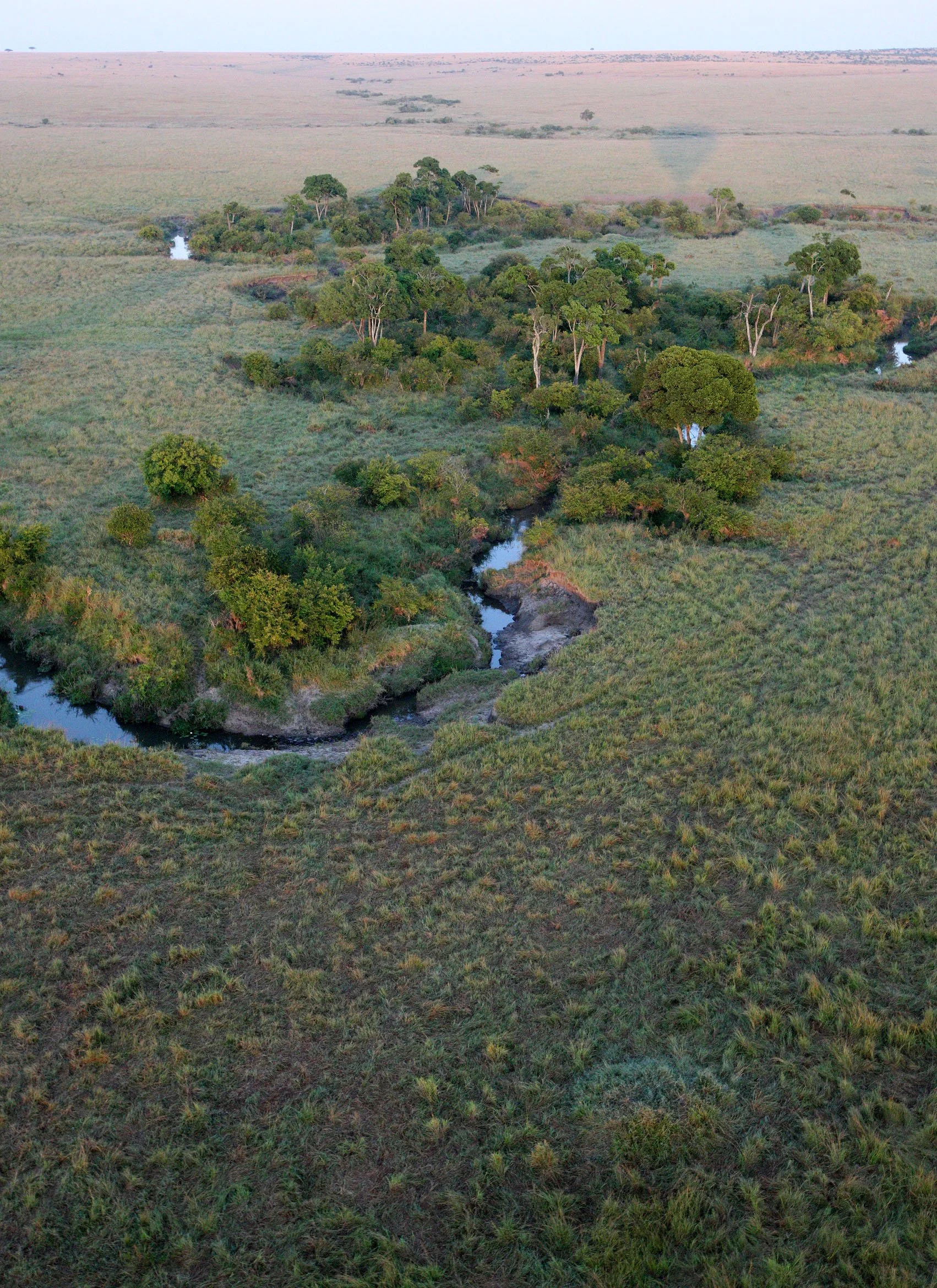 MASAI MARA NATIONAL PARK KENYA (90).JPG