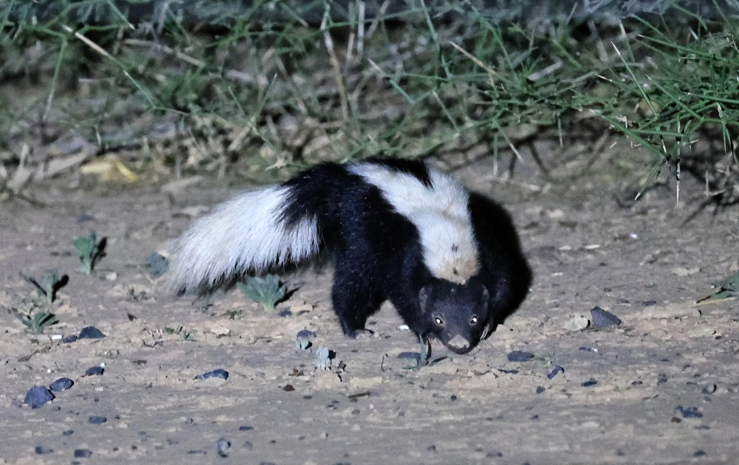 Molina's Hog-nosed Skunk (Conepatus chinga) Estancia Campo'í Paraguay (158).jpg