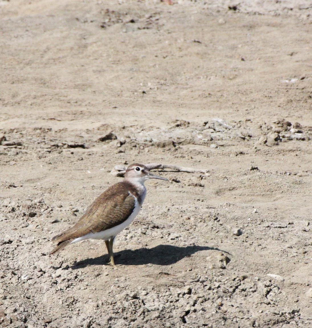 SANDPIPER - COMMON SANDPIPER - Actitus hypoleucos - TRINGA OCHROPUS - SOUTH OF BKK - CHRISTMAS IN THAILAND TRIP 2008 (4).JPG