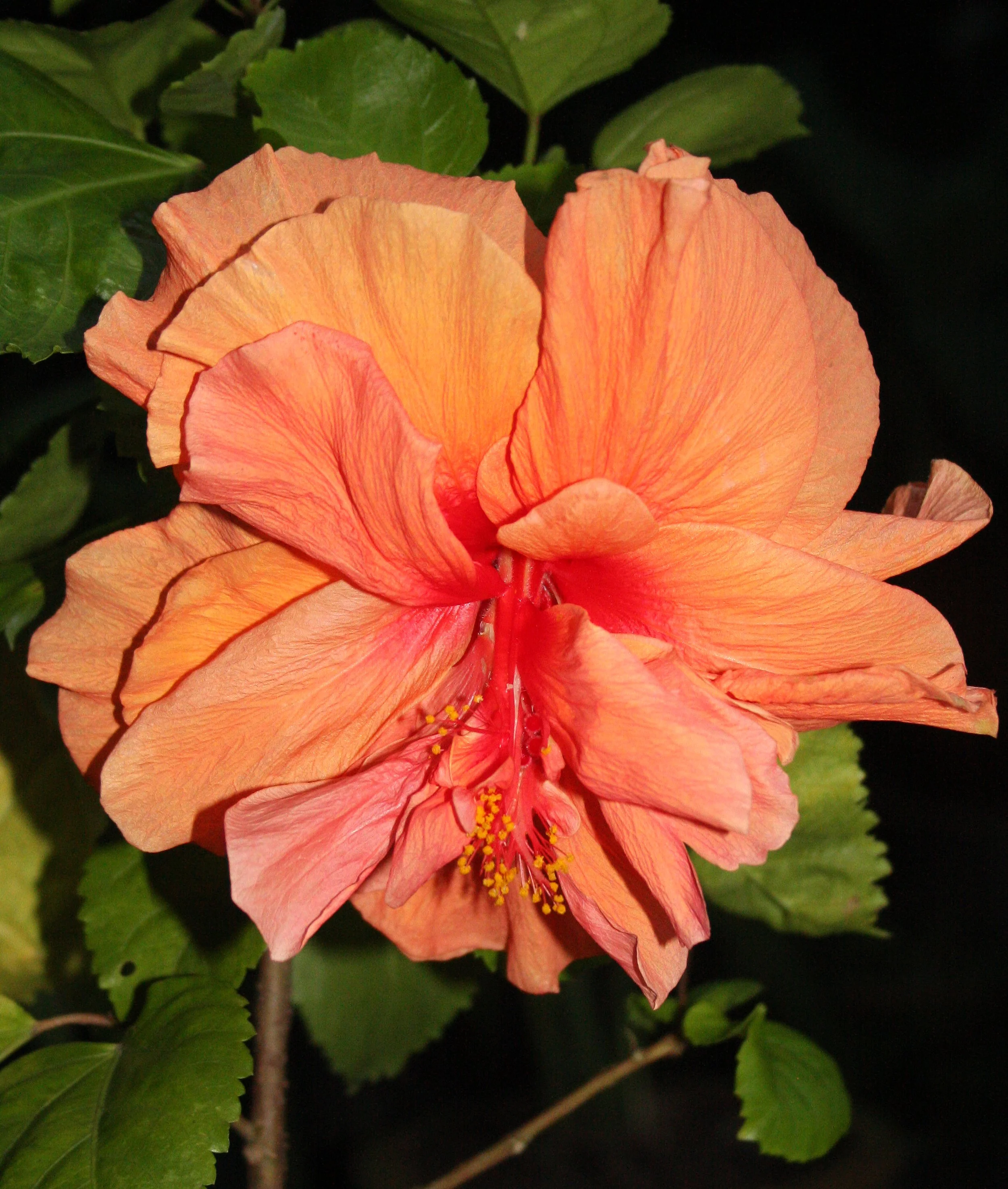 2008 Promluk Property And Family - Nawarn, Dad, etc (68).JPG