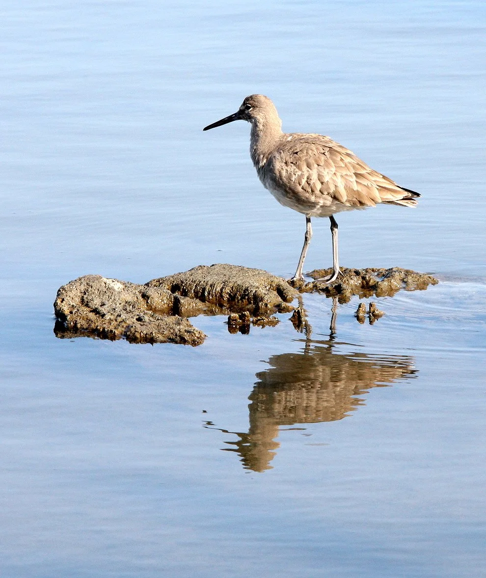 BIRD - WILLET - ARCATA MARSH CALIFORNIA (2).JPG
