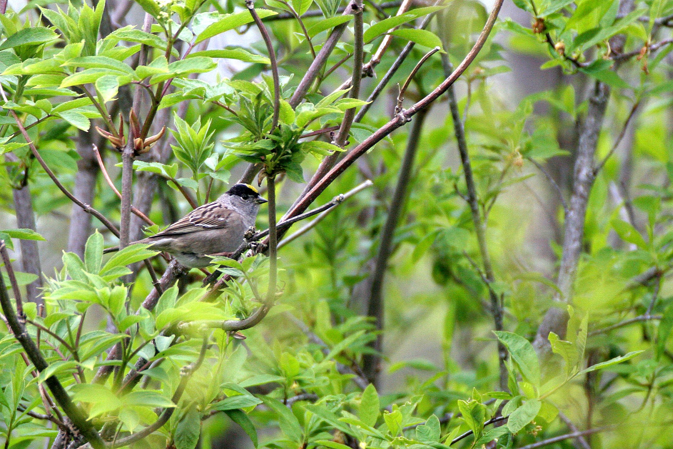 Gold-crowned Sparrow ((Zonotrichia atricapilla) Lake Farm Trails Washington (2).JPG