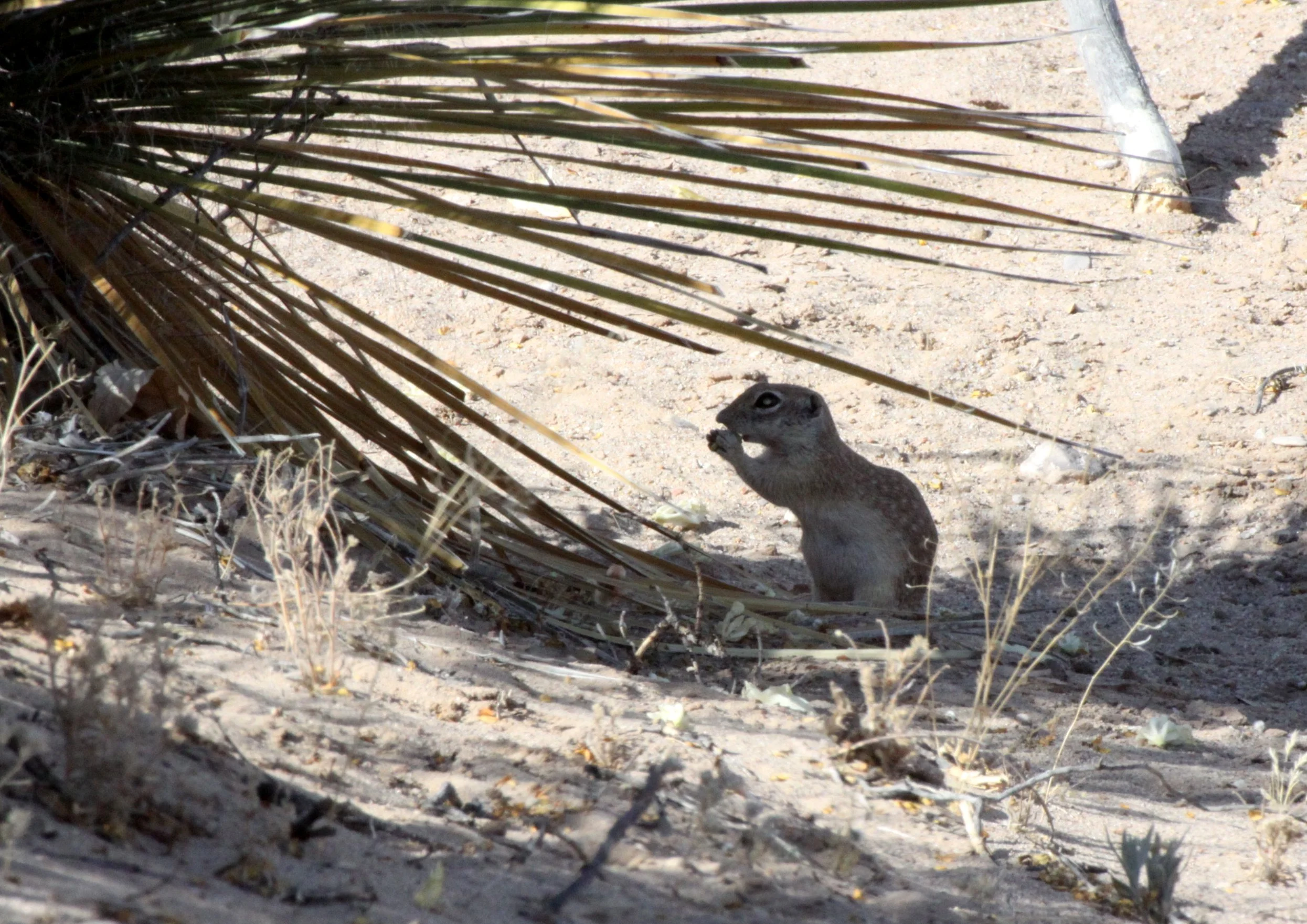 RODENT - SQUIRREL - MEXICAN GROUND SQUIRREL - LAS CRUCES NEW MEXICO - NMSU CAMPUS SOUTH SIDE (15).JPG
