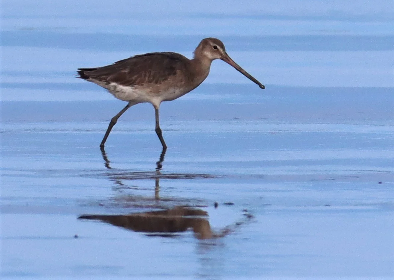 GODWIT - BLACK-TAILED GODWITS - Limosa limosa - Mangrove Forest Research Center Samut Sakorn (12).jpg