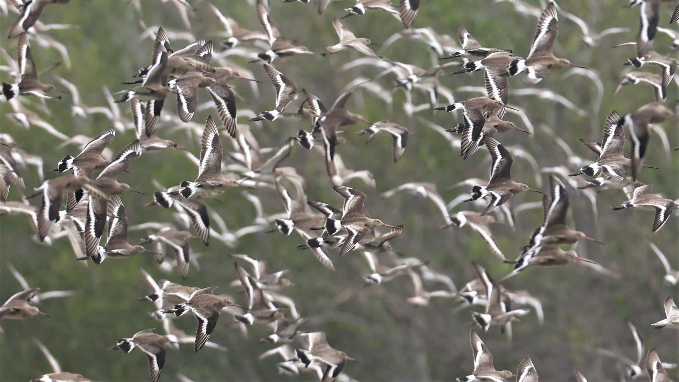 GODWIT - BLACK-TAILED GODWIT - Limosa limosa - BANG PU MANGROVE FOREST 14 NOVEMBER 2021 (14).jpg