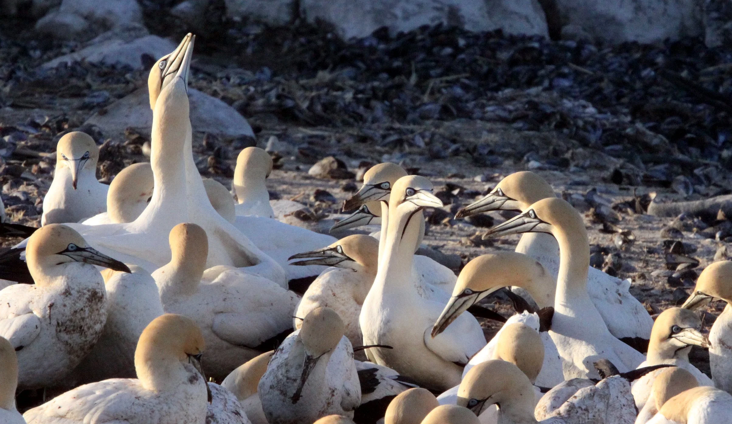 Cape gannet (Morus capensis) Lambert's Bay South Africa (88).JPG