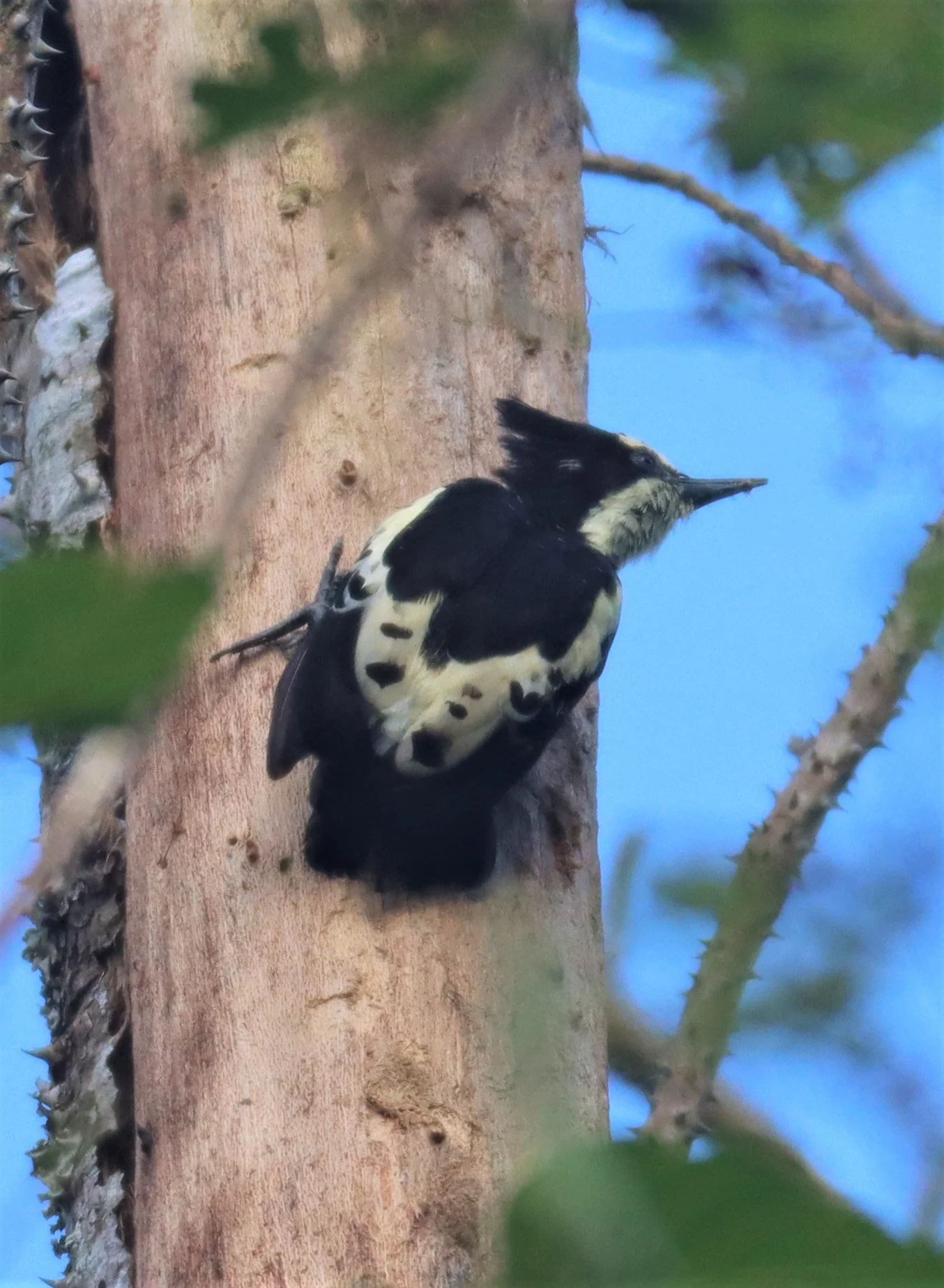 WOODPECKER - HEART-SPOTTED WOODPECKER - Hemicircus canente - KHAO YAI NATIONAL PARK (31).jpg