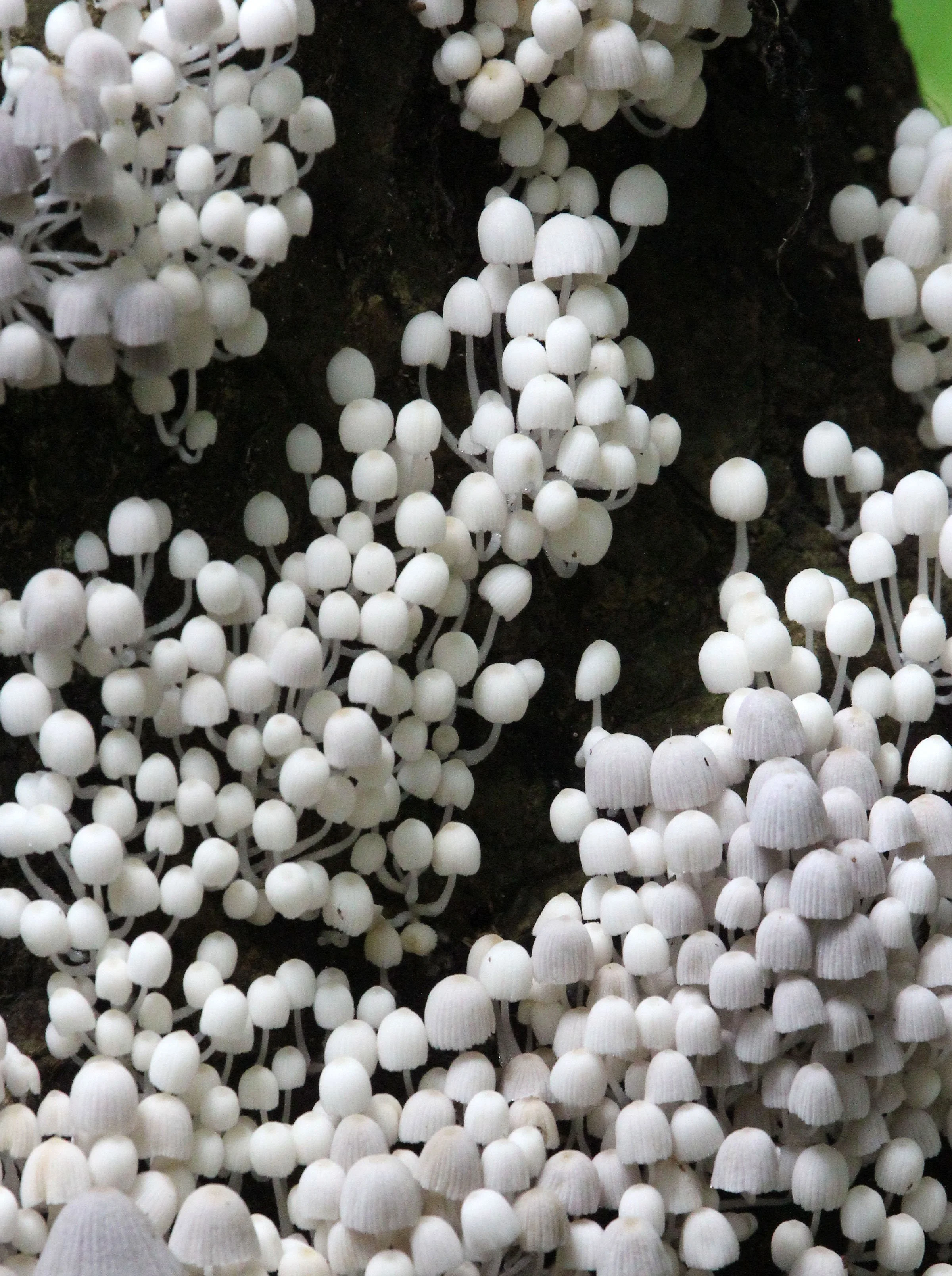 DZANGA NDOKI NATIONAL PARK CENTRAL AFRICAN REPUBLIC (4).JPG