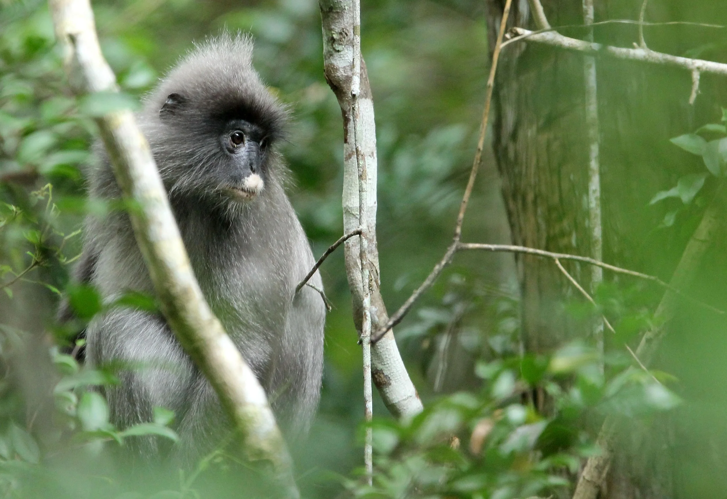 CERCOPITHECIDAE - Trachypithecus crepusculus (phayrei) - INDOCHINESE GRAY LANGUR - PHU KHIEO NATURE RESERVE THAILAND (5).JPG