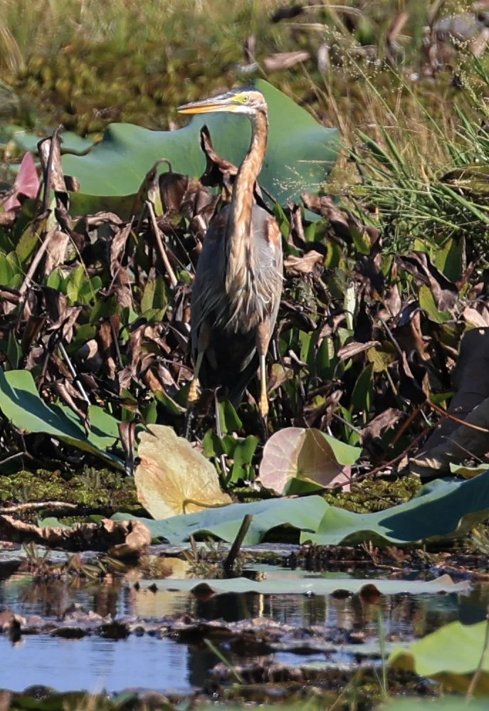 Purple Heron (Ardea purpurea) Nong Han Lake & Wetland - Sakon Nakhon Province (11).jpg