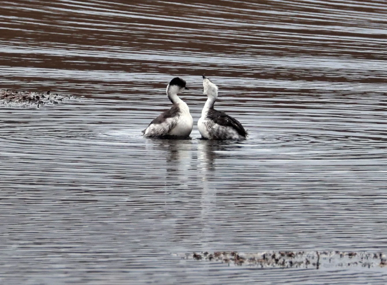 Grebe - Silvery Grebe - Podiceps occipitalis - Lauca National Park, Chile (20).jpg