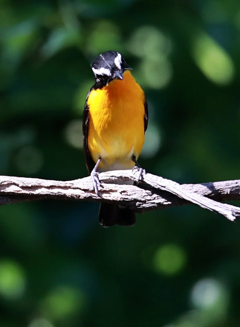 Flycatcher - Yellow-rumped Flycatcher - Ficedula zanthopygia - Bang Pu Mangrove Forest Reserve, Samut Prakan March 30, 2024 (29).jpg