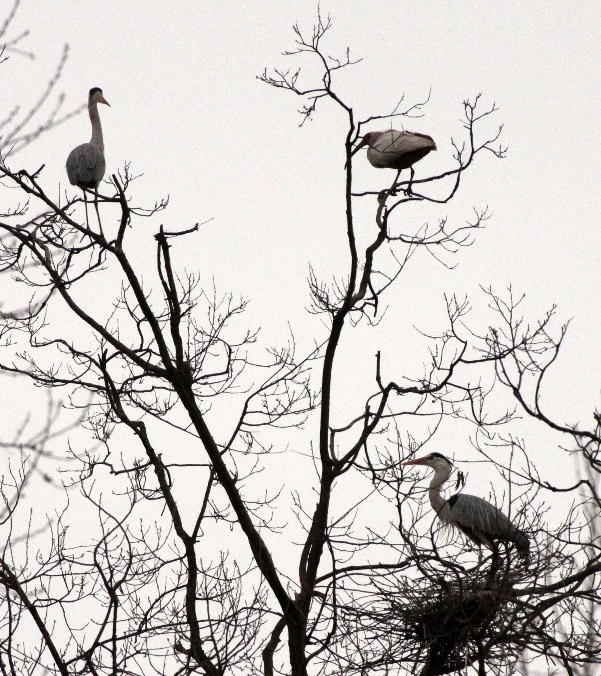 HERON - GREY HERON -  Ardea cinerea - YANG COUNTY CHINA (7).JPG