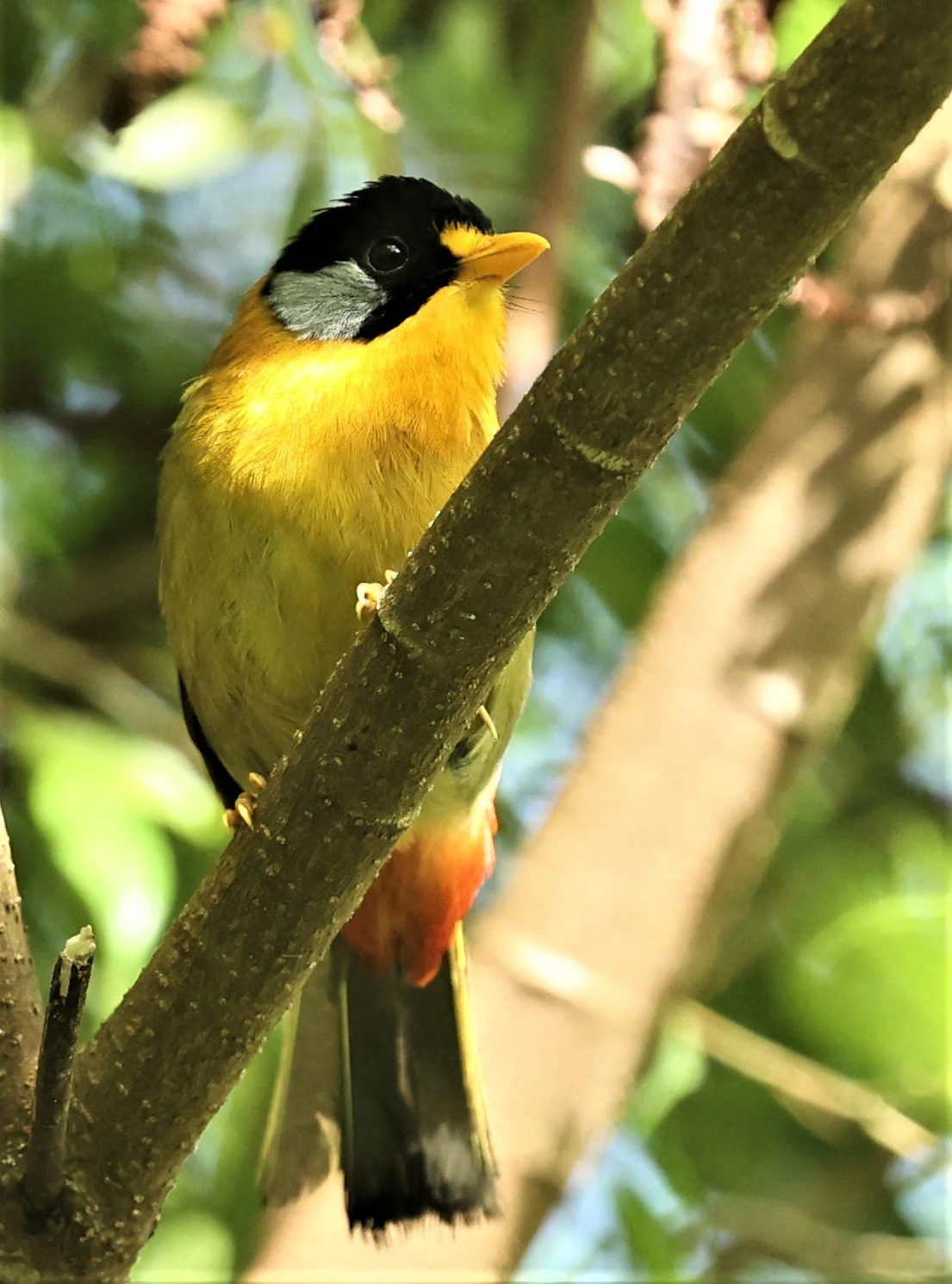 Leiothrix argentauris - SILVER-EARED MESIA - FRASER'S HILL, MALAYSIA JUNE 2022 (24).jpg