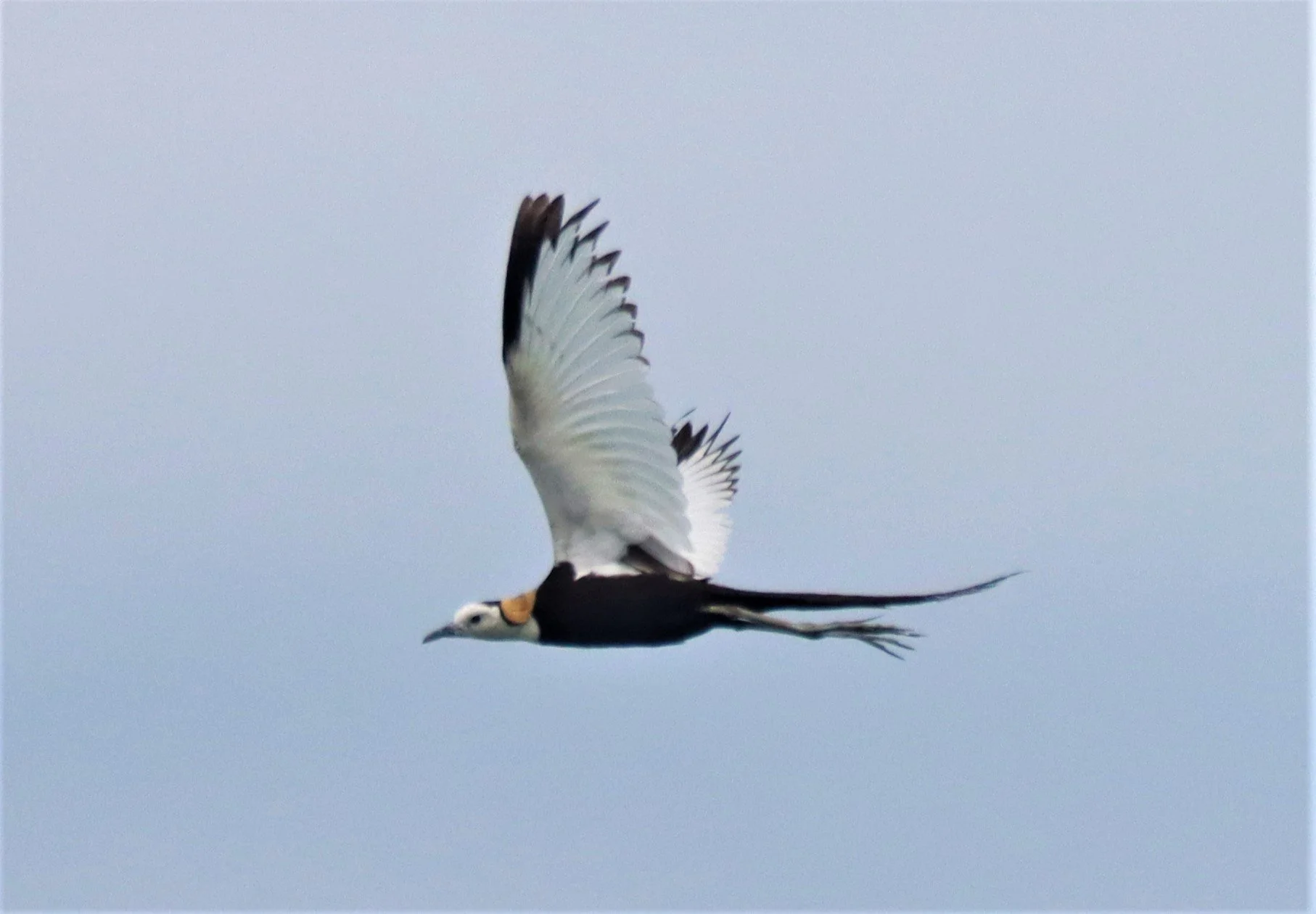 JACANA - PHEASANT-TAILED JACANA - Hydrophasianus chirurgus - BUENG BORAPHET NAKHON SAWAN AUGUST 2021 (42).jpg