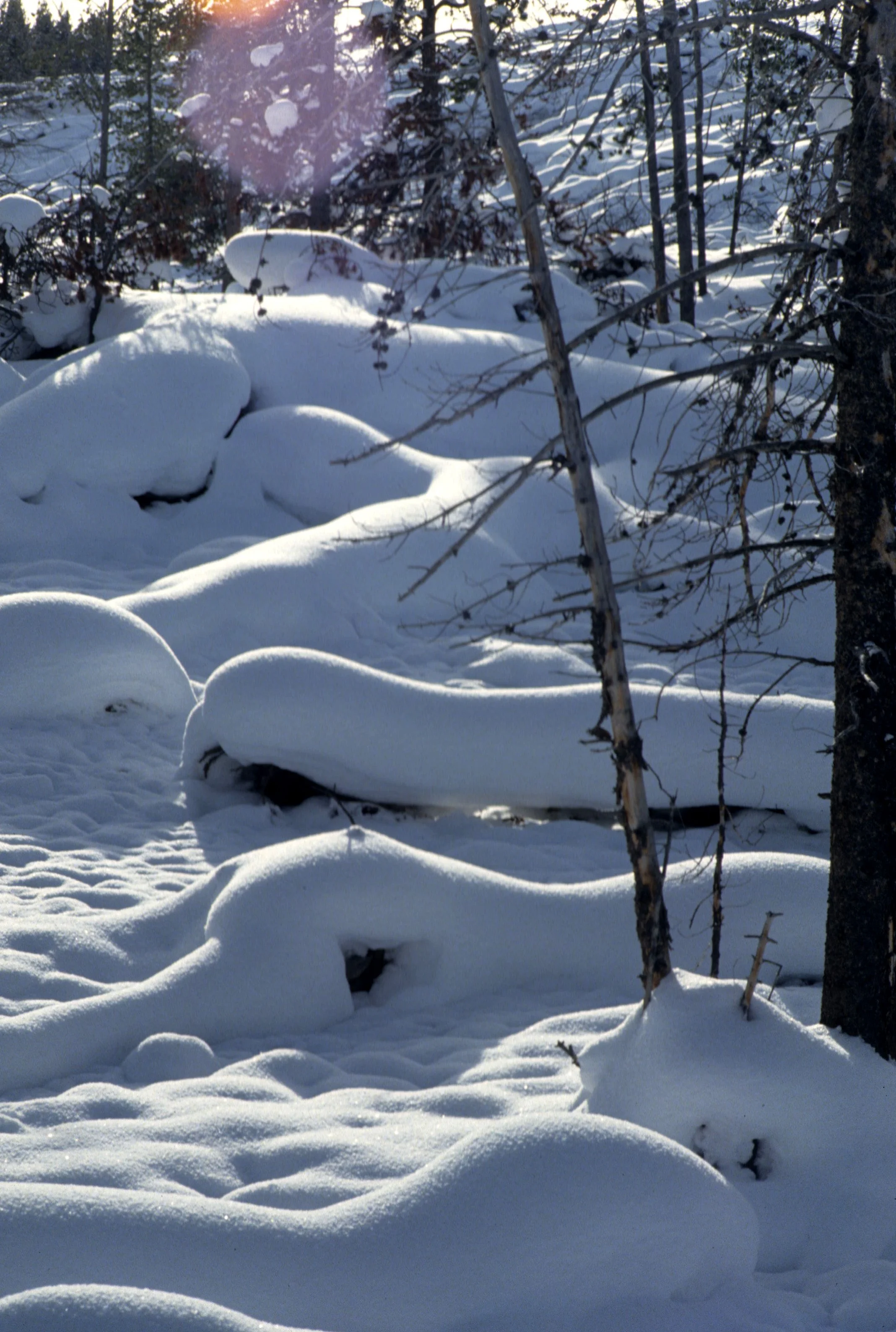 YELLOWSTONE IN WINTER J.jpg
