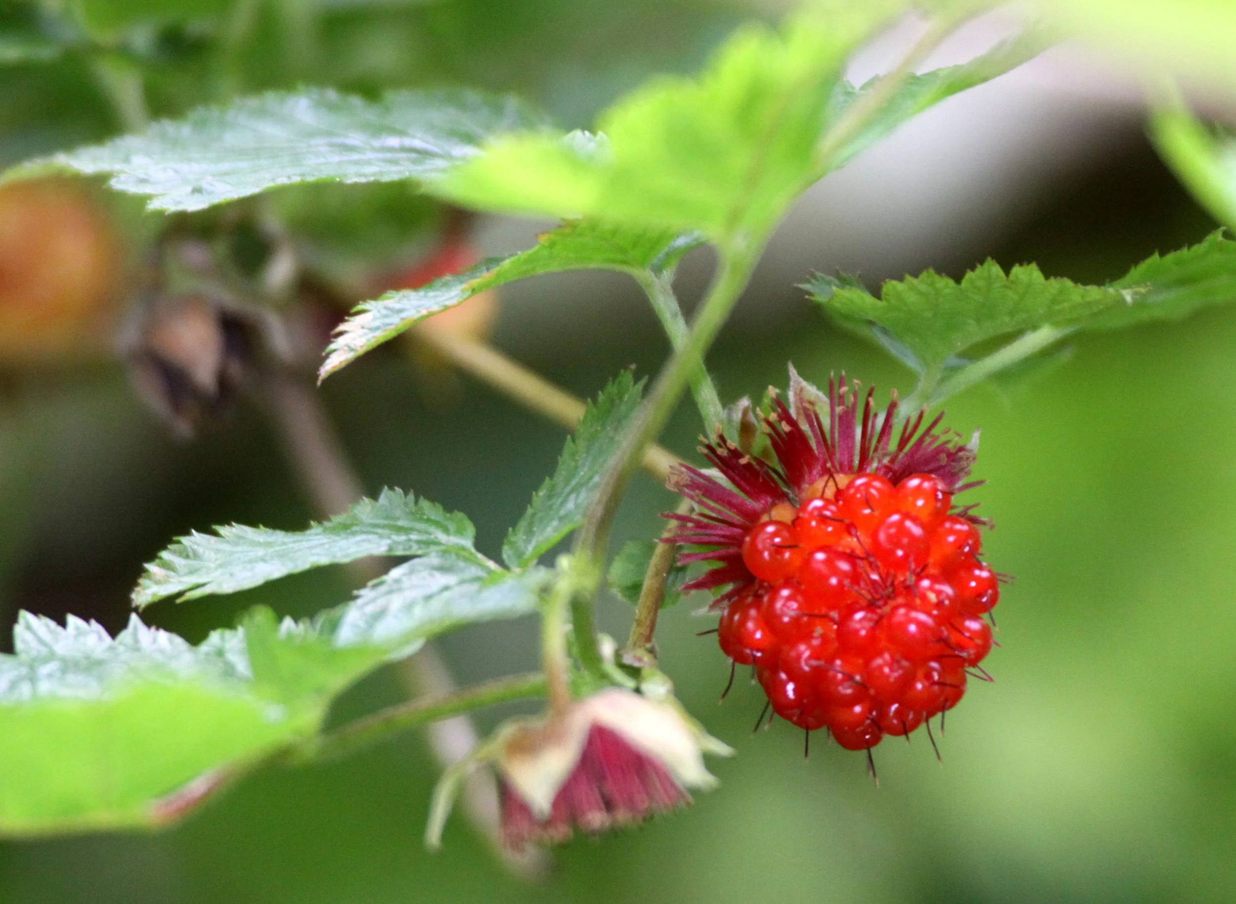 ROSACEAE - SALMON BERRY - THOMPSON SOUND BC (3).JPG