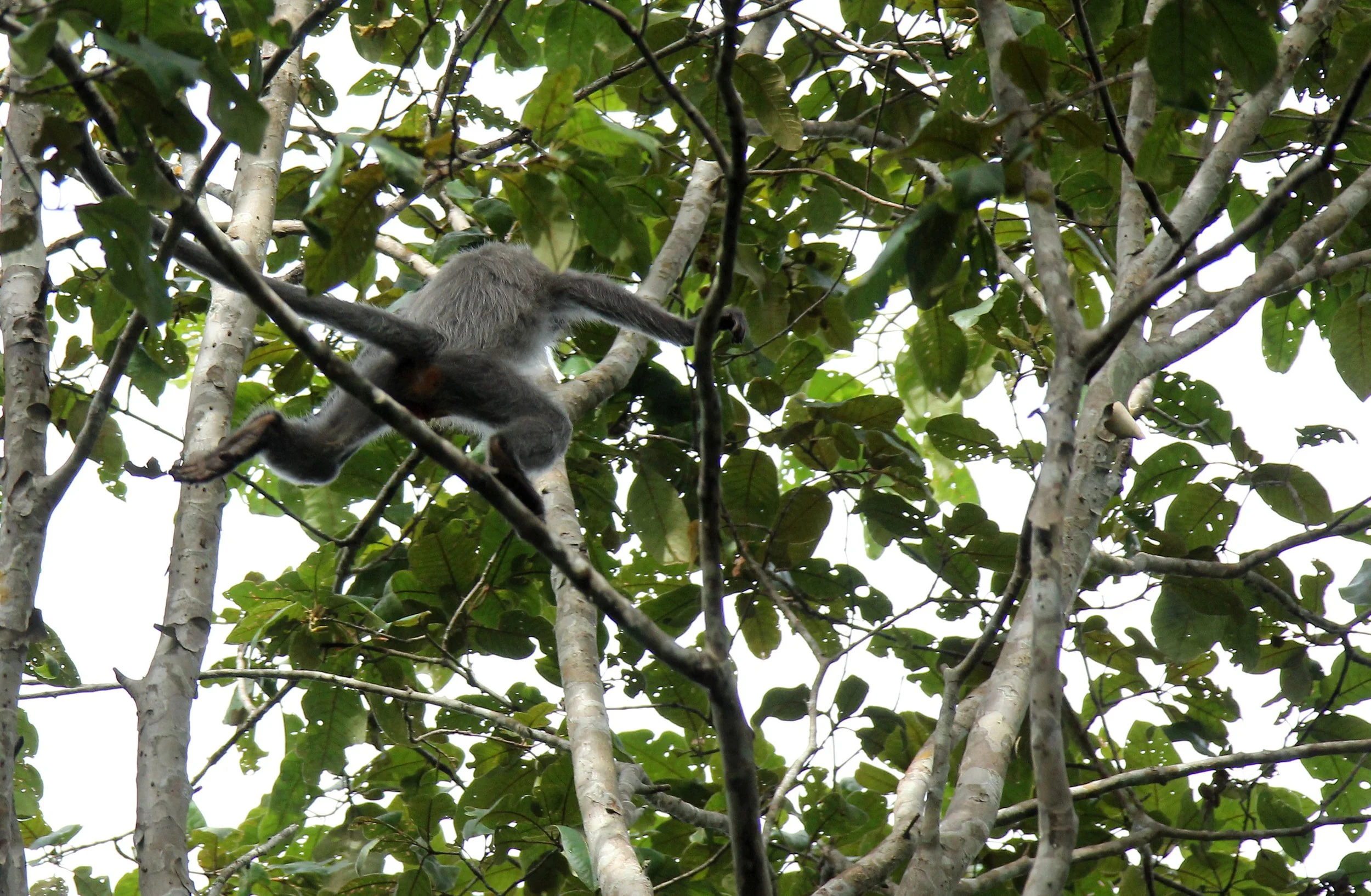 CERCOPITHECIDAE - Trachypithecus crepusculus - INDOCHINESE GRAY LANGUR - PHI THA KHON TEMPLE LOEI (11).JPG