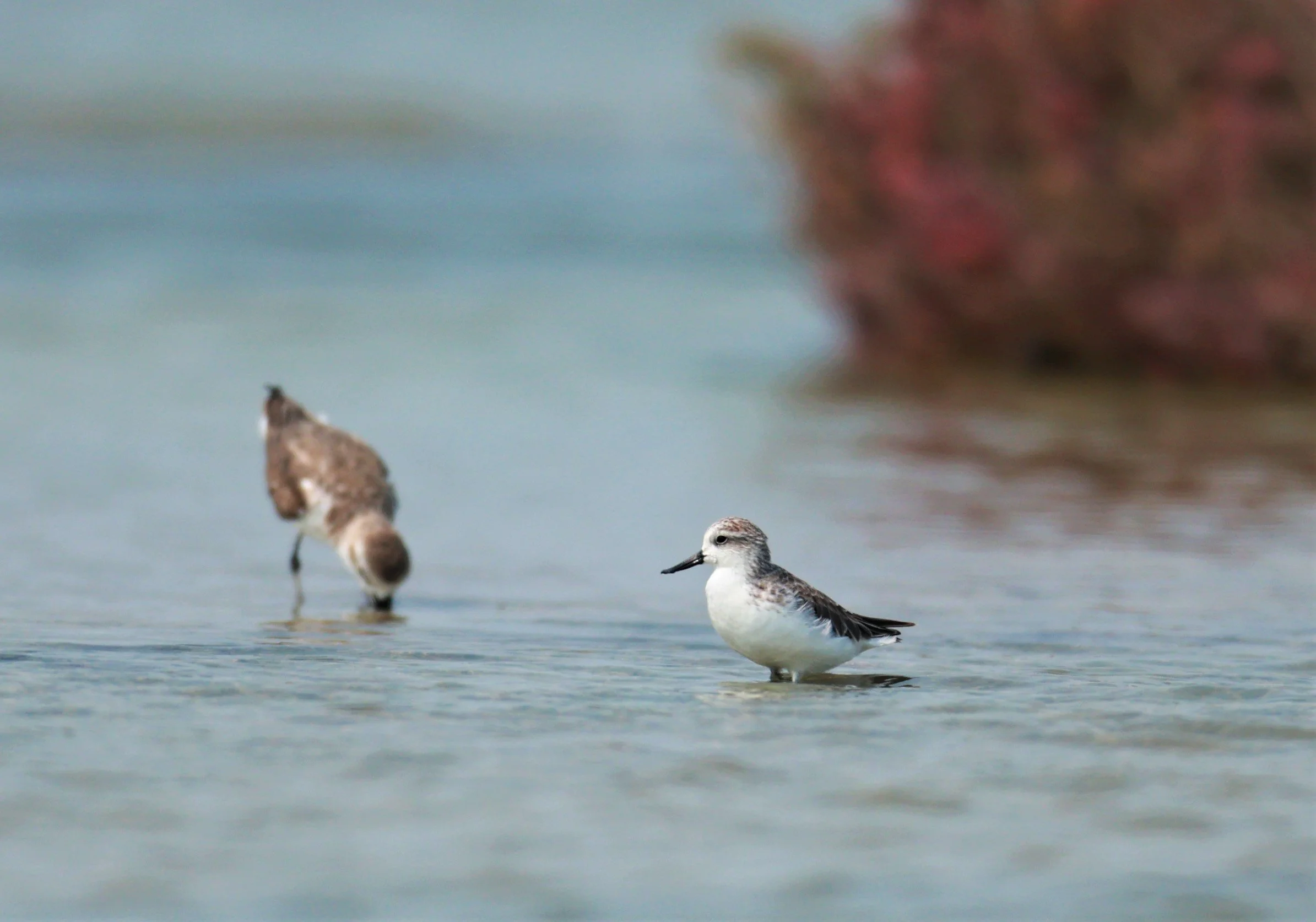 SANDPIPER - SPOON-BILLED SANDPIPER - Calidris pygmeus - Khok Kham Salt Ponds, Samut Sakhon (1).jpg