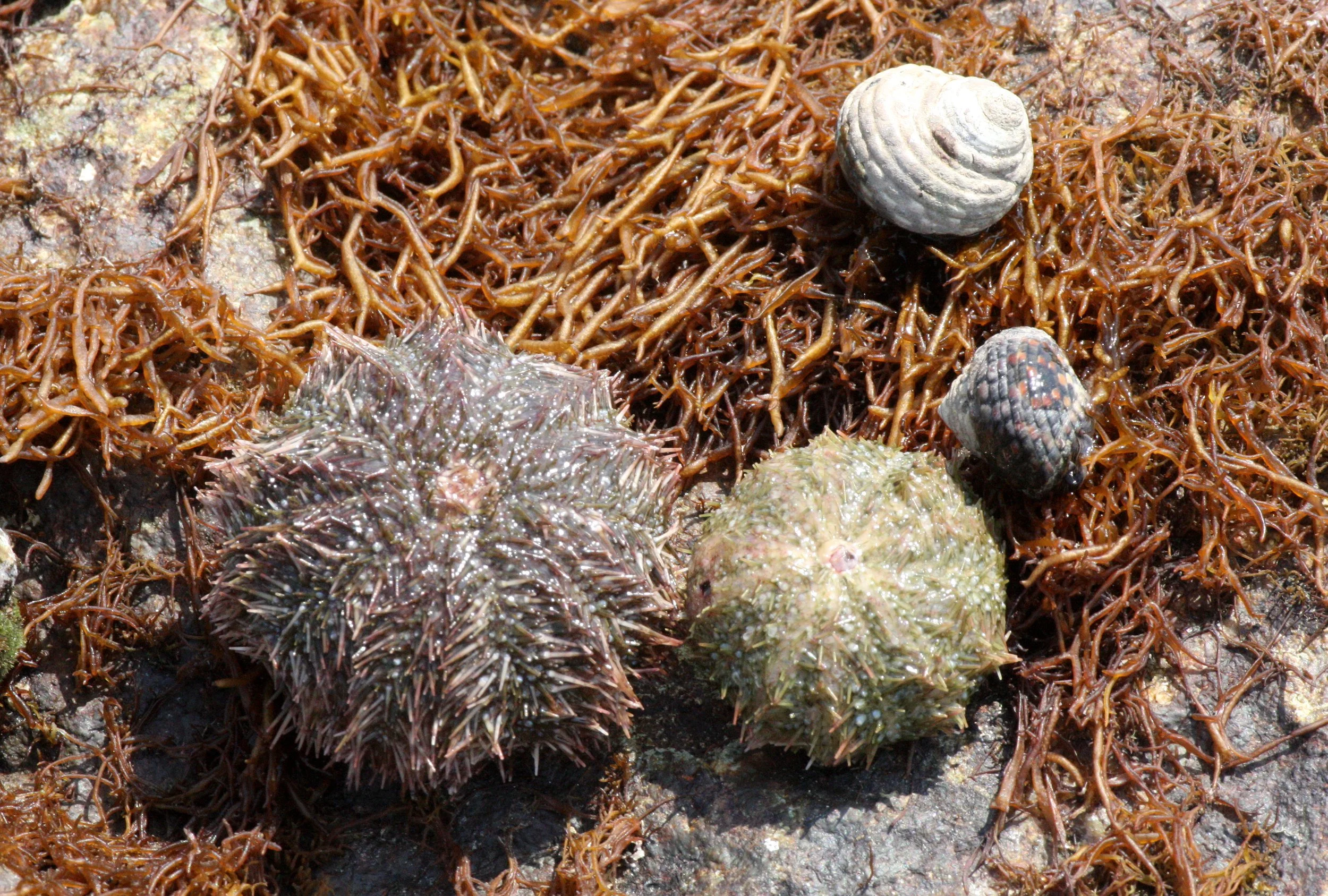 INVERT - ECHINODERM - SEA URCHINS - MUTSU HARBOR (3).JPG