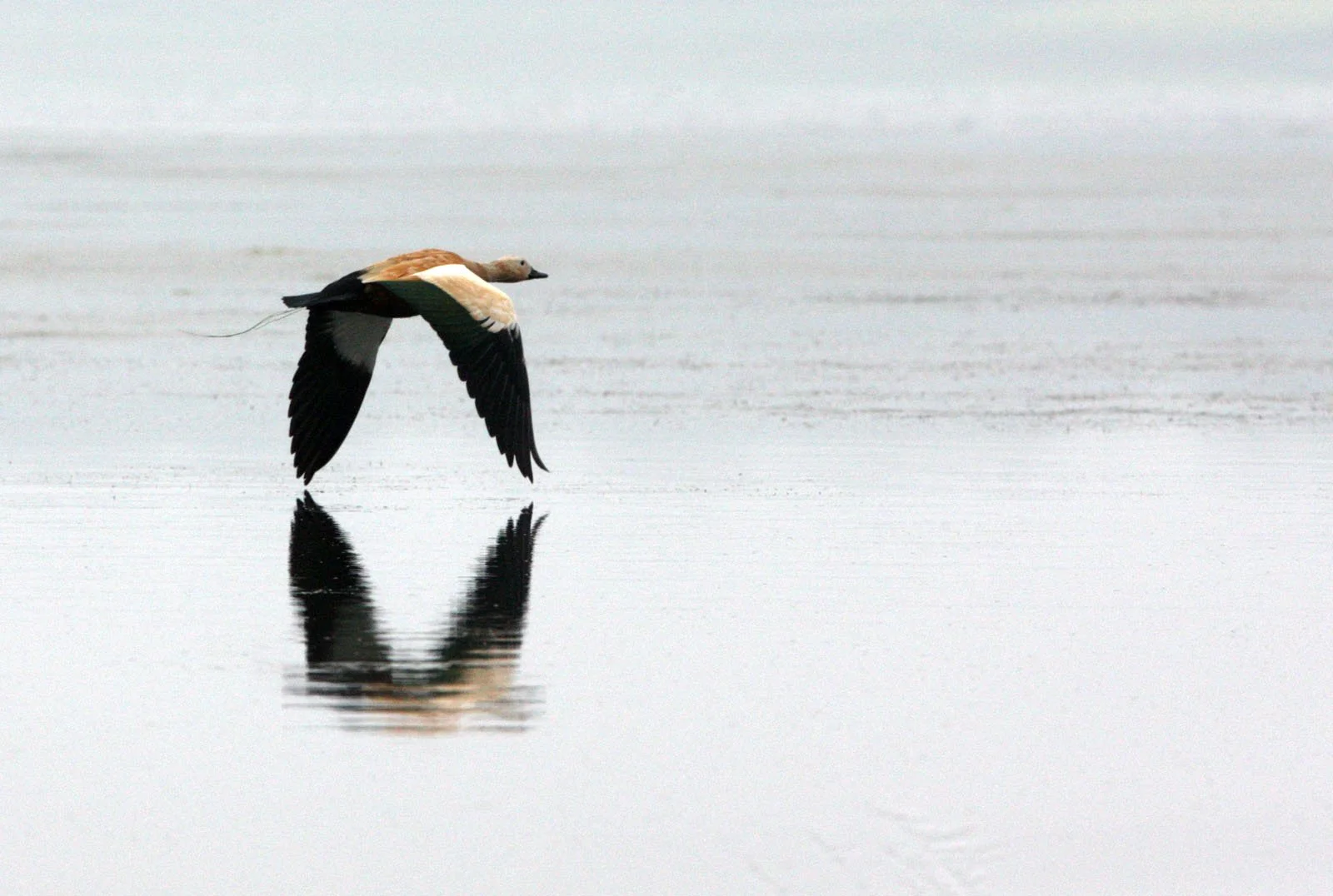 SHELDUCK - RUDDY SHELDUCK  - Tadorna ferruginea - CHAMBAL RIVER SANCTUARY INDIA (60).JPG