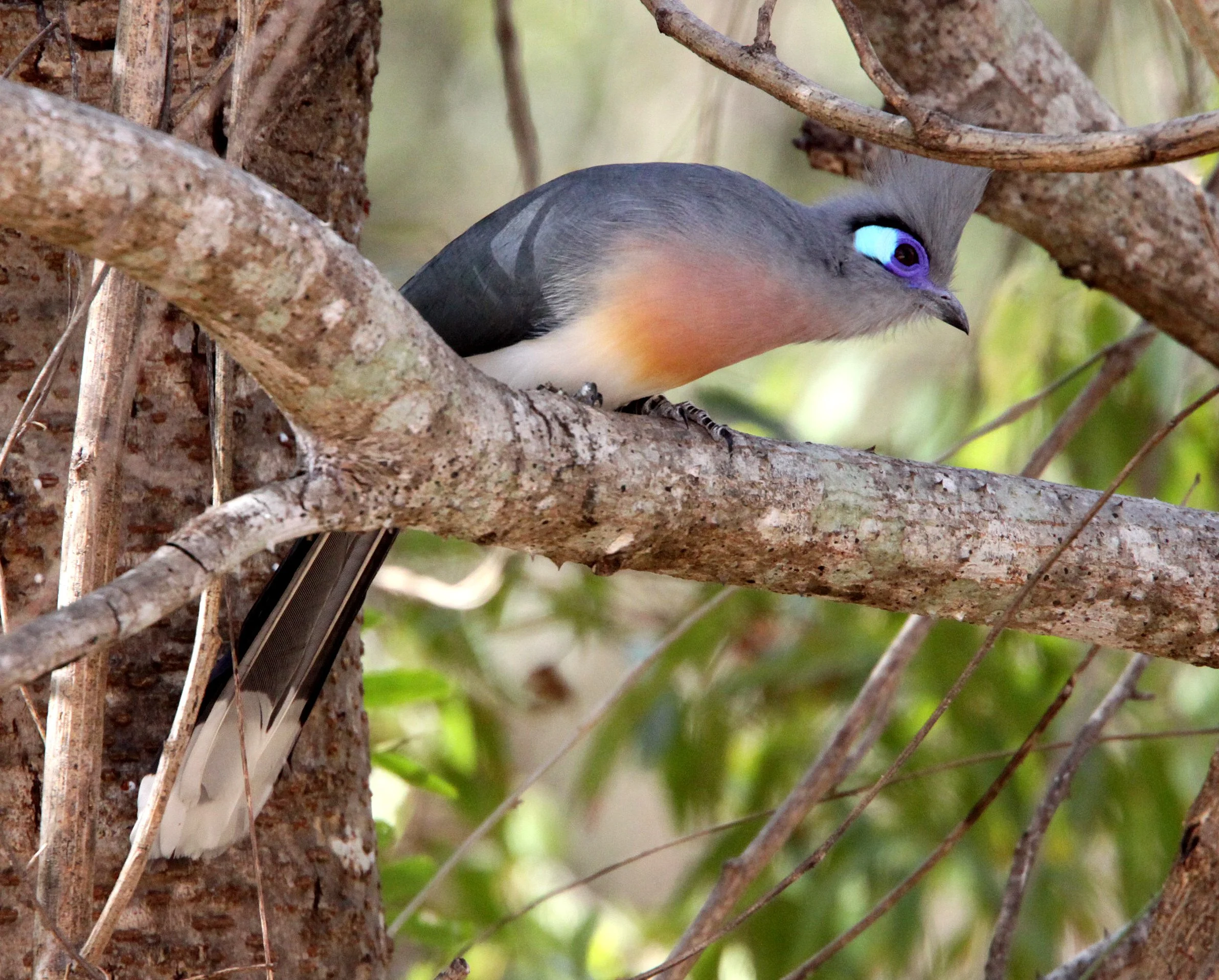 Crested Coua (Coua cristata) Kirindy NP Madagascar (6).JPG