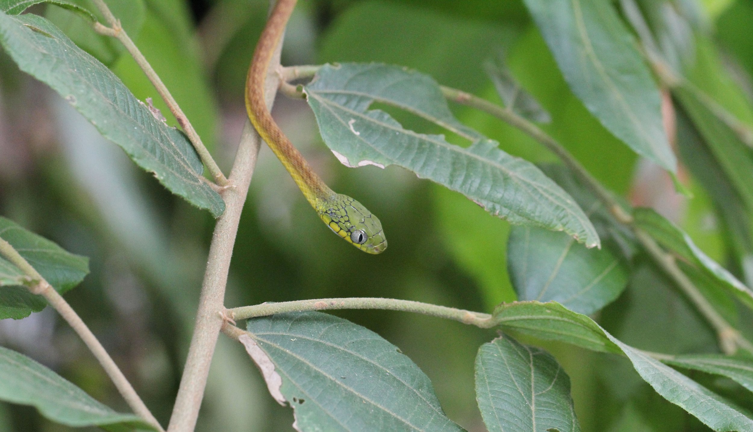 Boiga cyanea - GREEN CAT SNAKE - KOH LANTA THAILAND (175).JPG