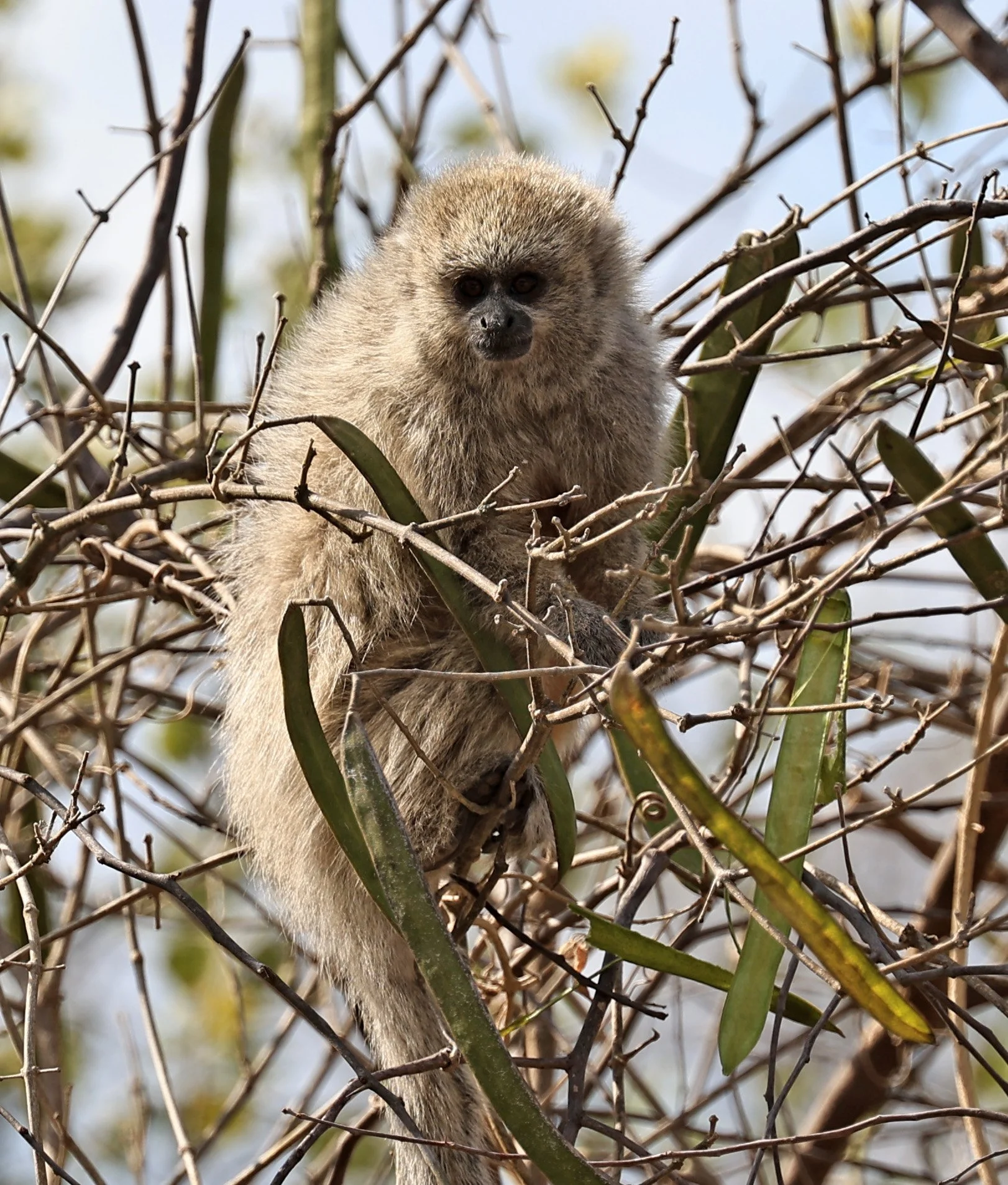 Chacoan Titi (Plecturocebus pallescens) Agua Dulce Paraguay (22).jpg