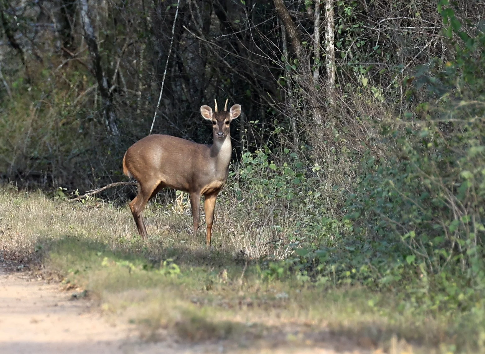 Southern Brown Brocket (Subulo gouazoubira) Selva Serena Natural Reserve (34).jpg