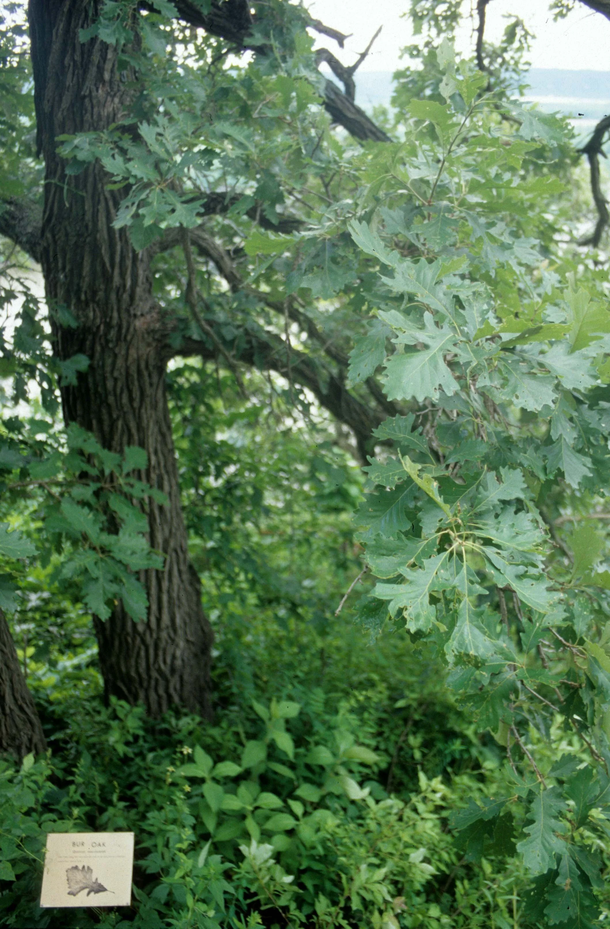Midwestern Hardwood Forest at Effigy Mounds National Monument Iowa
