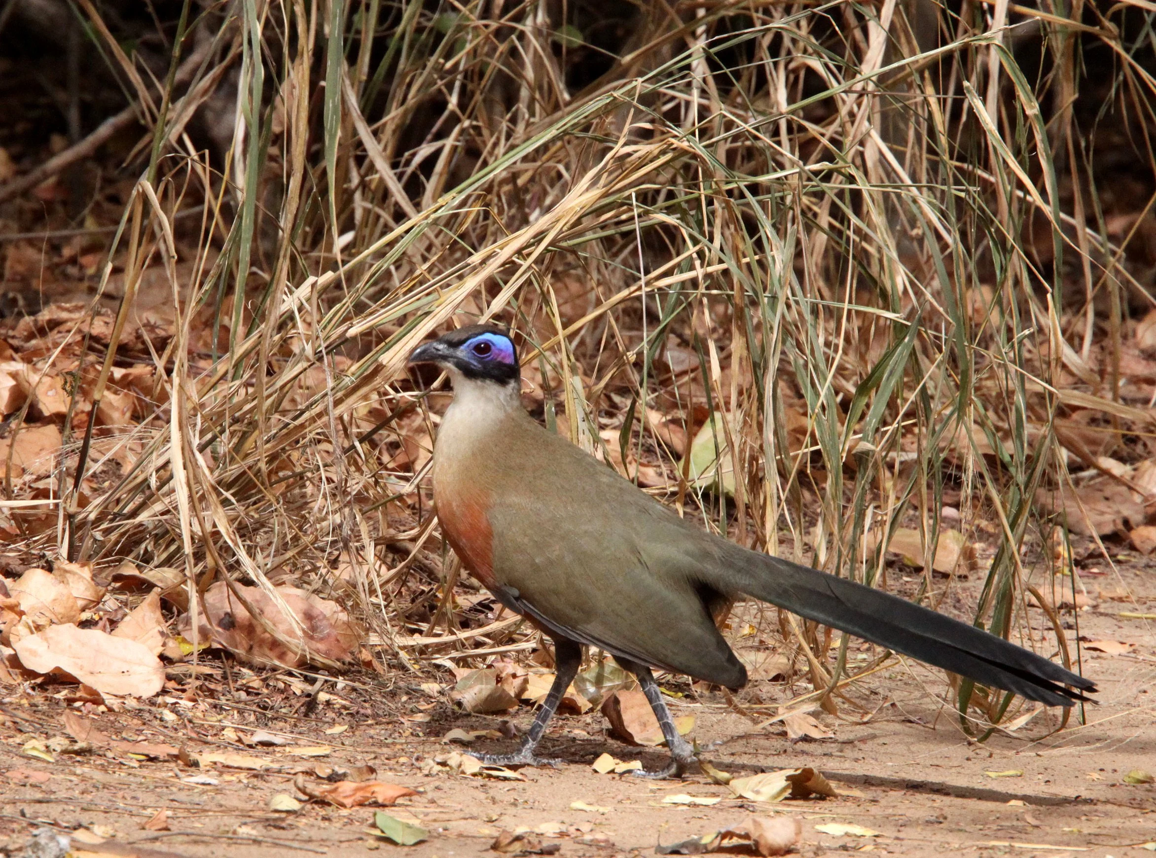 Giant Coua (Coua gigas) Kirindy NP Madagascar (8).JPG