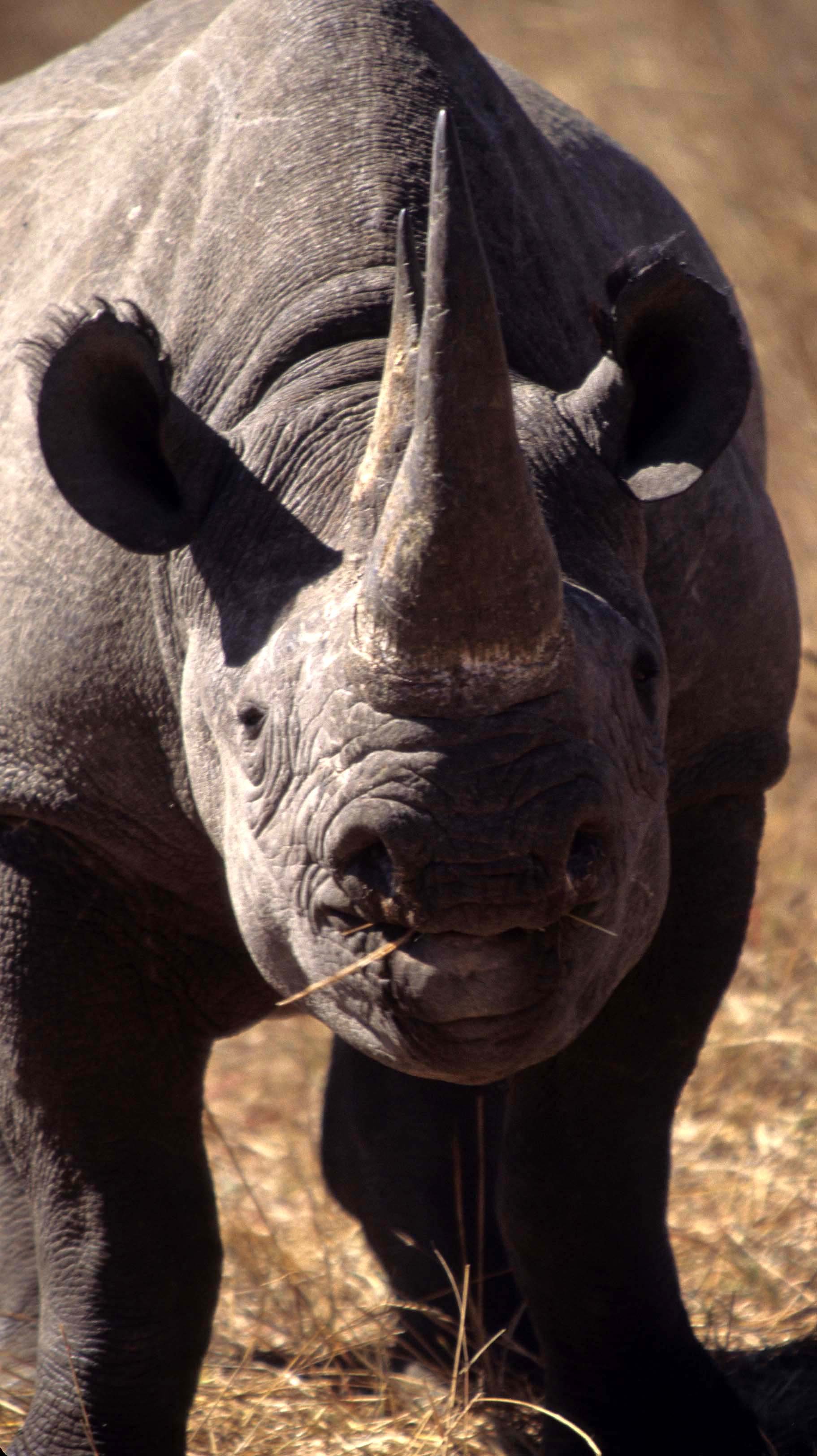 Diceros bicornis minor - SOUTH-CENTRAL BLACK RHINO - ZIMBABWE HWANGE (2).jpg