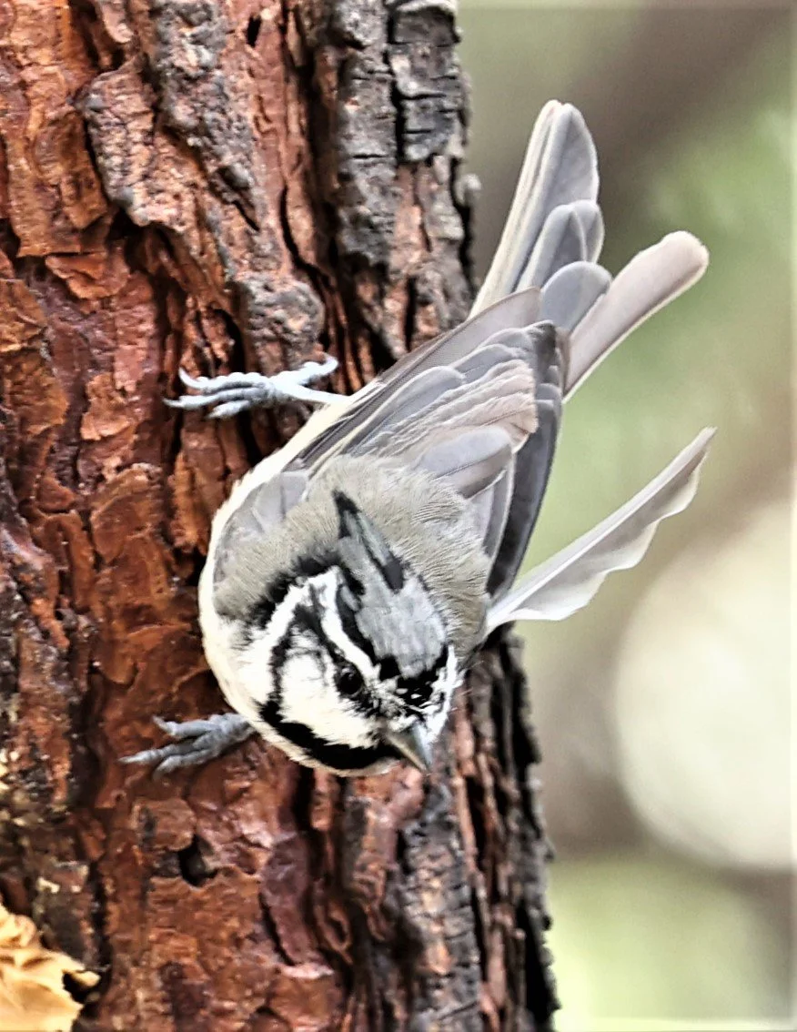 Bridled Titmouse (Baeolophus wollweberi) Cave Creek Arizona (4).jpg