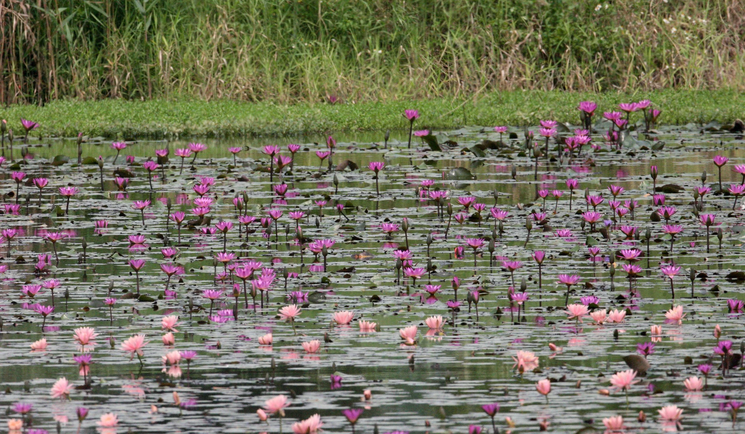 MAI PO WETLANDS HONG KONG (2).JPG