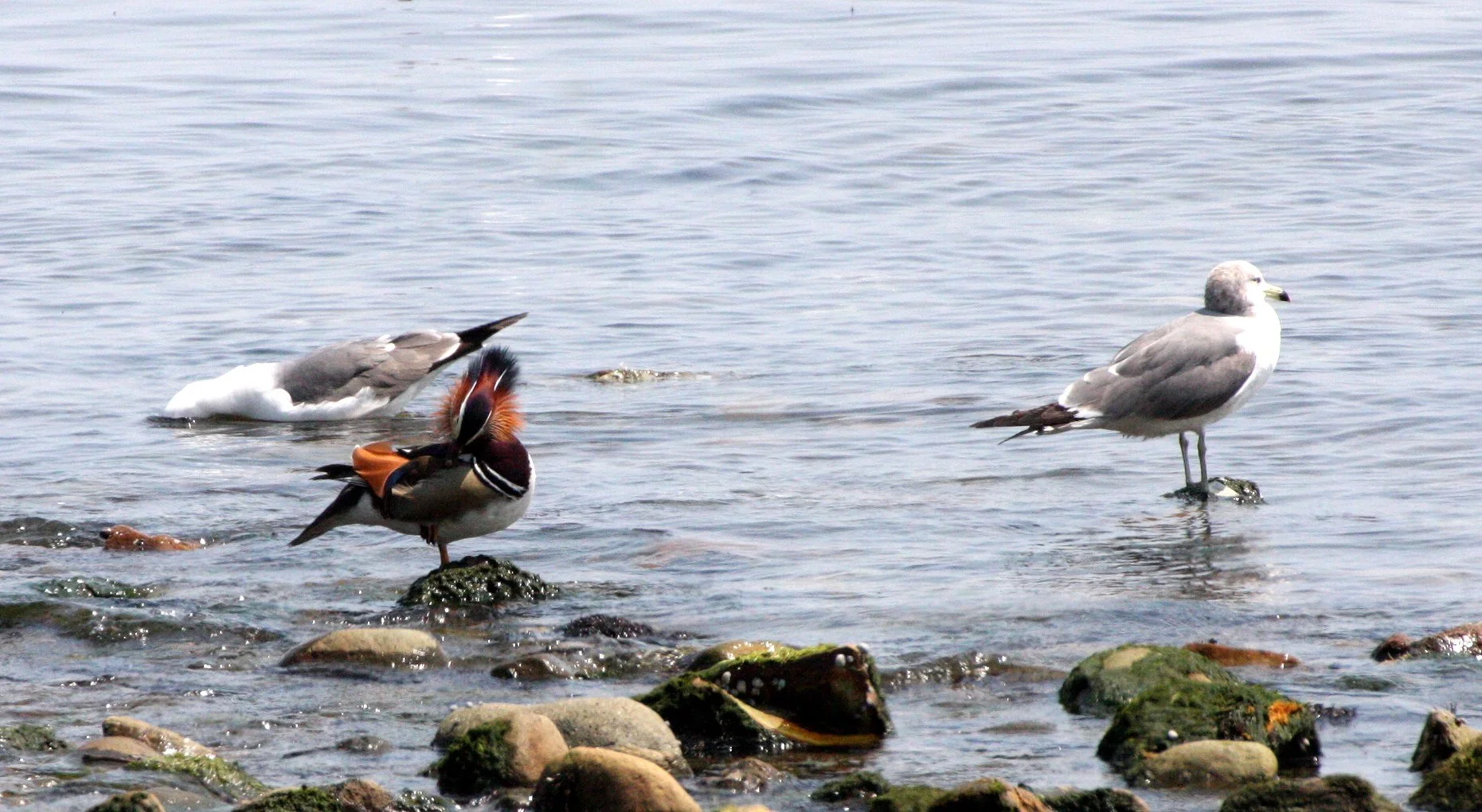 BIRD - DUCK - MANDARIN DUCK - WITH BLACK-TAILED AND HERRING GULLS - KAWAUCHI JAPAN (5).JPG
