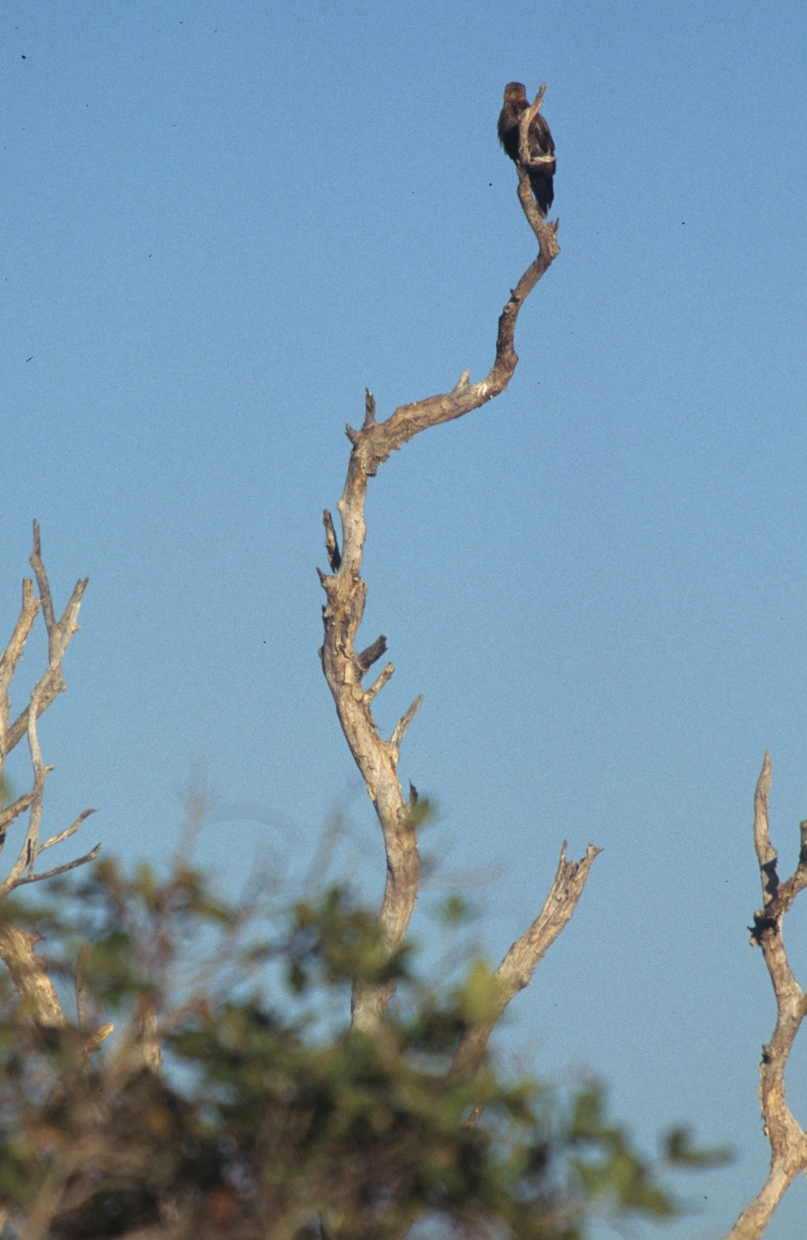 BIRD - FALCON - BLACK FALCON - DAINTREE FOREST B.jpg