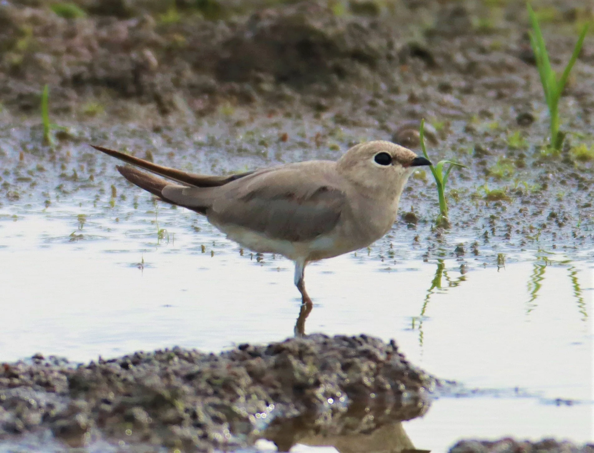 PRATINCOLE - SMALL PRATINCOLE - Glareola lactea - BANG KHAEM NAKHON PATHOM (26).jpg