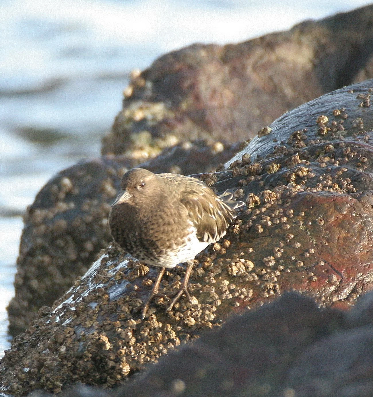 BIRD - TURNSTONE - BLACK TURNSTONE - PA HARBOR (45).jpg