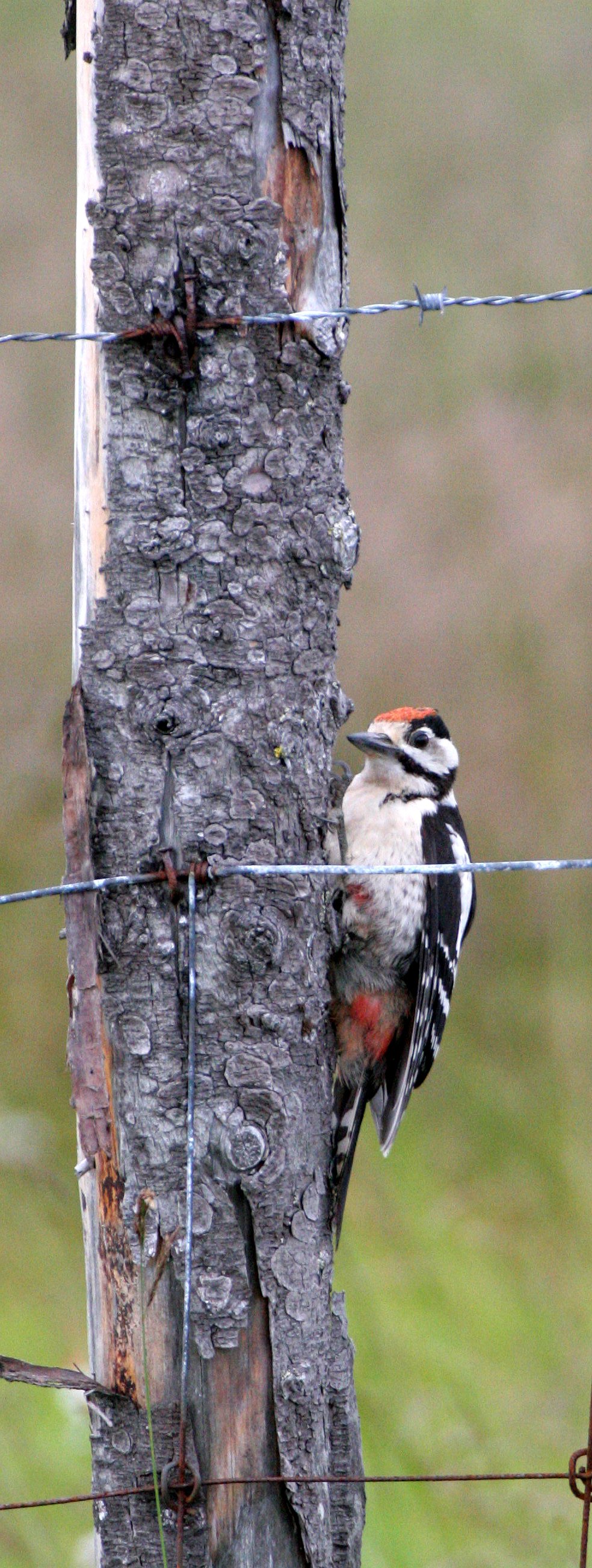 BIRD - WOODPECKER - GREAT SPOTTED - HORNOYA NORWAY (11).jpg