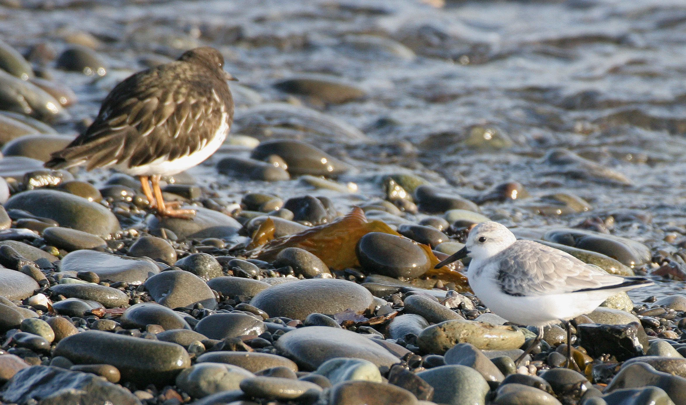 BIRD - SANDERLINGS - EDIZ HOOK PA HARBOR (12).jpg
