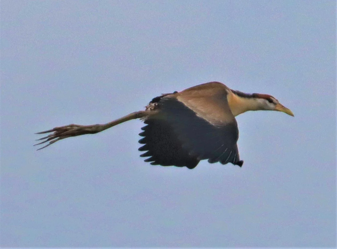 JACANA - PHEASANT-TAILED JACANA - Hydrophasianus chirurgus - LAD KRABANG  THAP YAO RICE FIELDS AUGUST 14 2021 (5).jpg