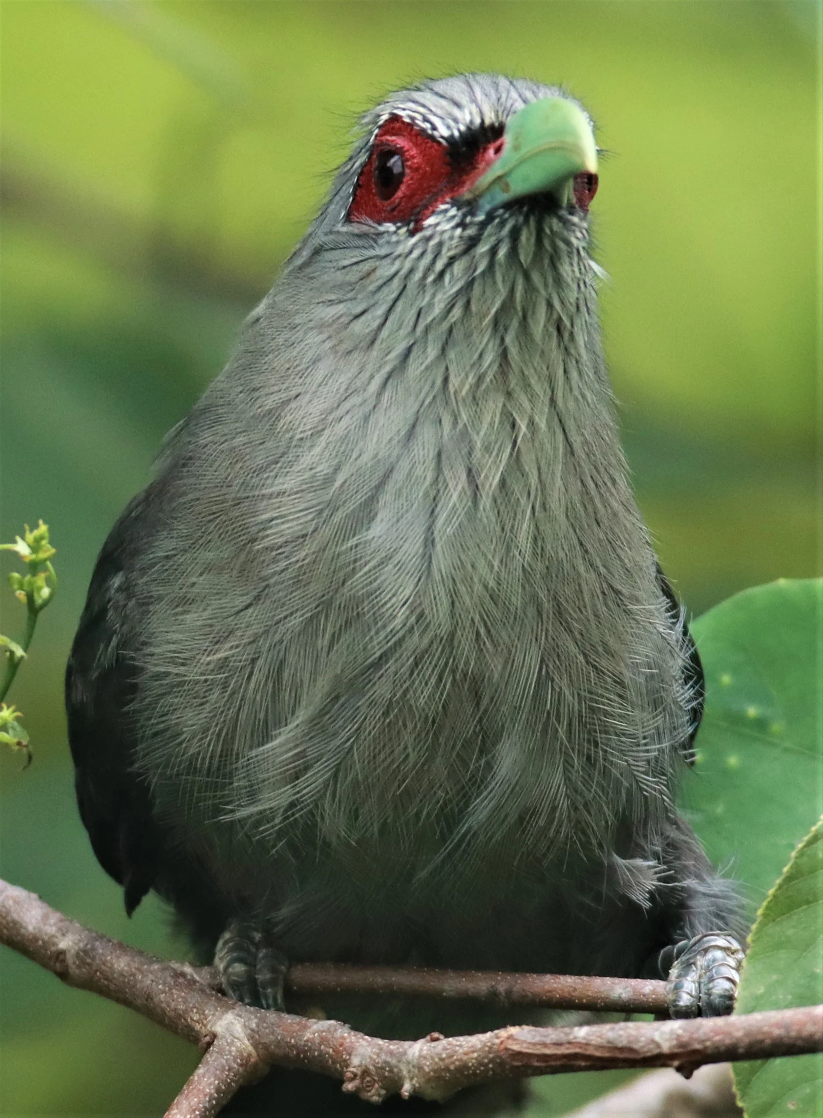 Green-billed Malkoha (Phaenicophaeus tristis) Nong Ya Plong Petchaburi Thailand (2).jpg