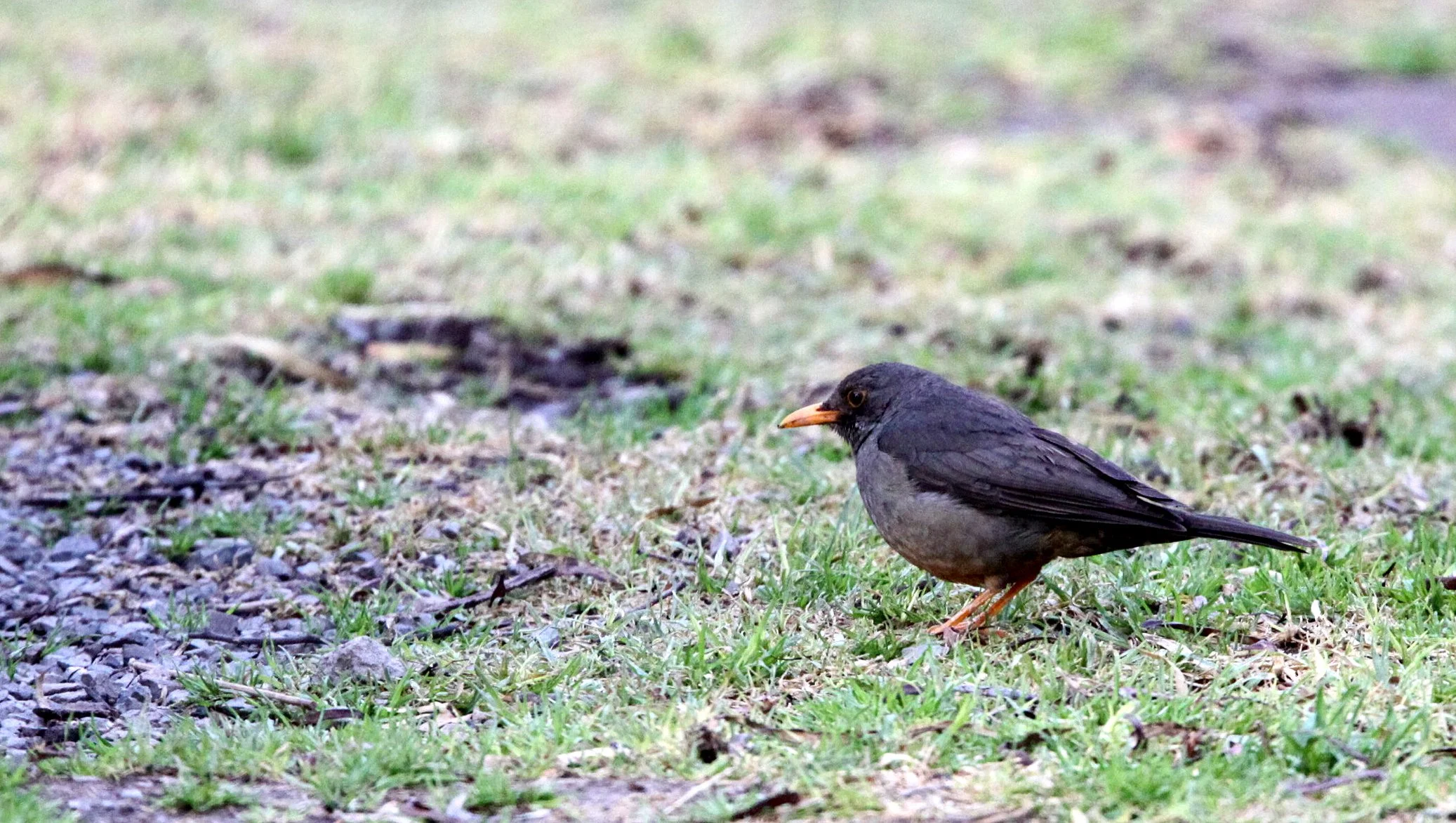 Karoo Thrush (Turdus smithi) Karoo NP South Africa (1).JPG