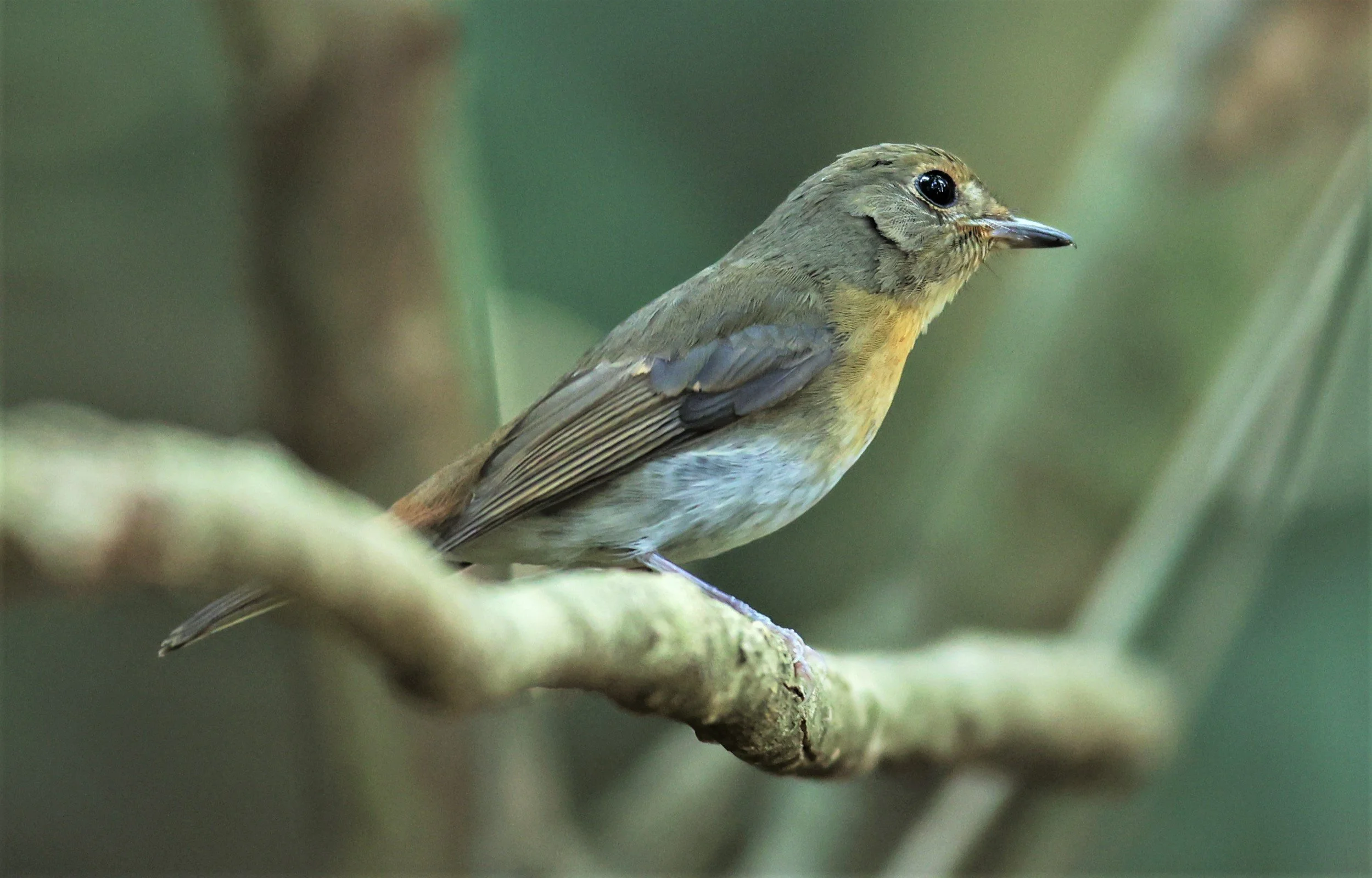 FLYCATCHER - INDOCHINESE BLUE-FLYCATCHER - Cyornis sumatrensis - PETCHABURI PROVINCE - NUY HIDE NEAR KAENG KRACHAN JAN 2022 (9).jpg