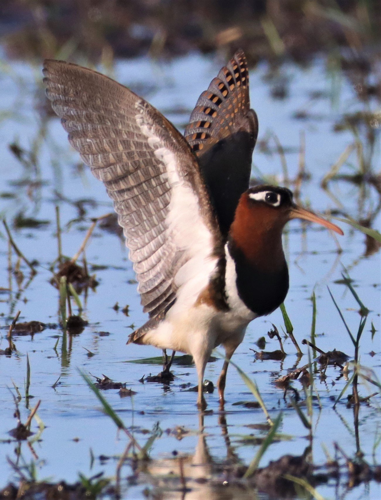 SNIPE - GREATER PAINTED SNIPE - Rostratula benghalensis - PATHUM THANI RICE RESEARCH CENTER (104).JPG