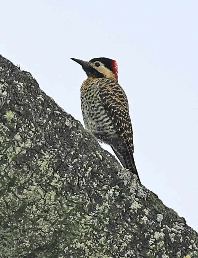 Green-barred Woodpecker (Colaptes melanochloros) El Palmar National Park, Entre Rios, Argentina (7).jpg
